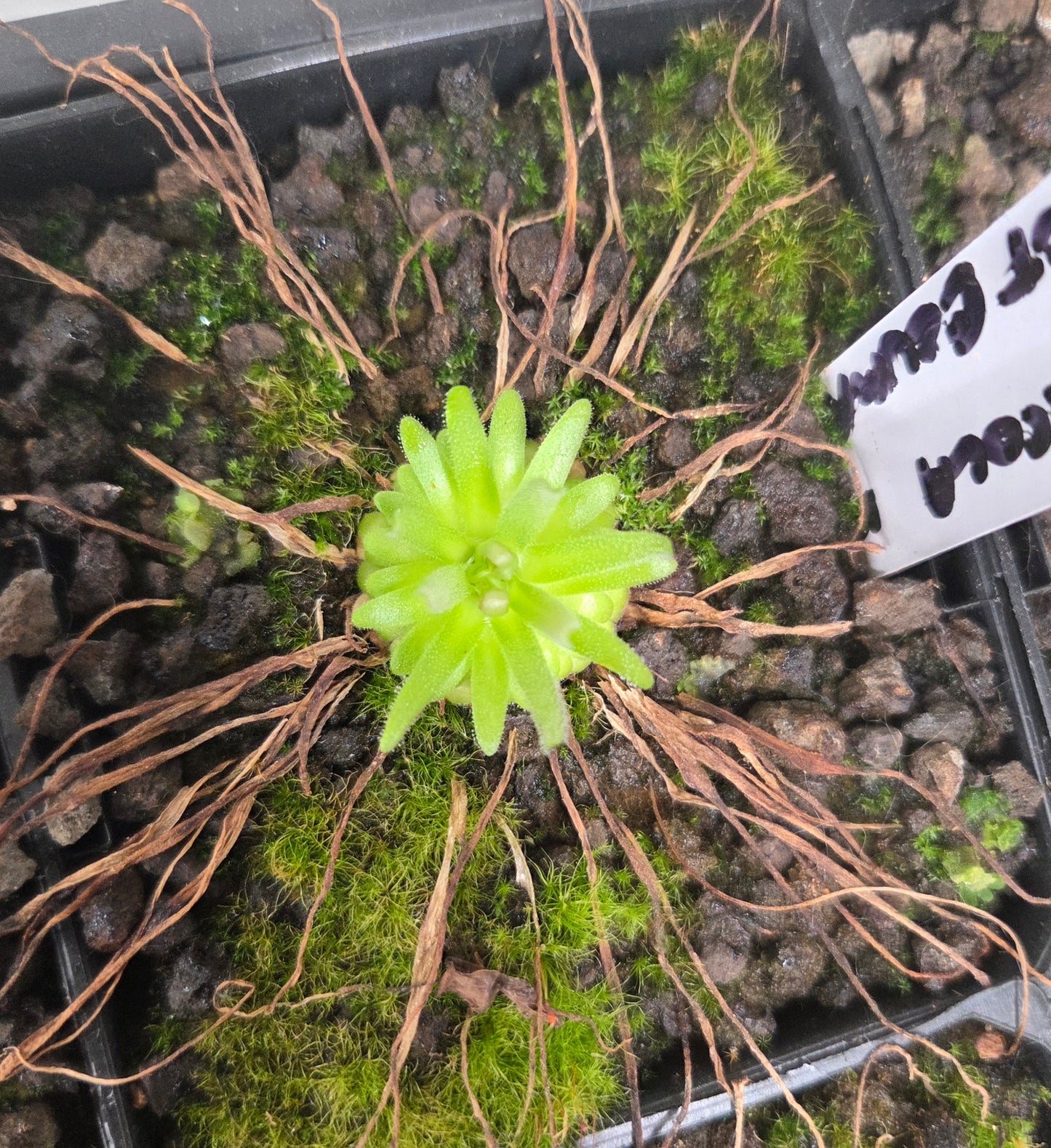 Pinguicula gypsicola x moctezumae