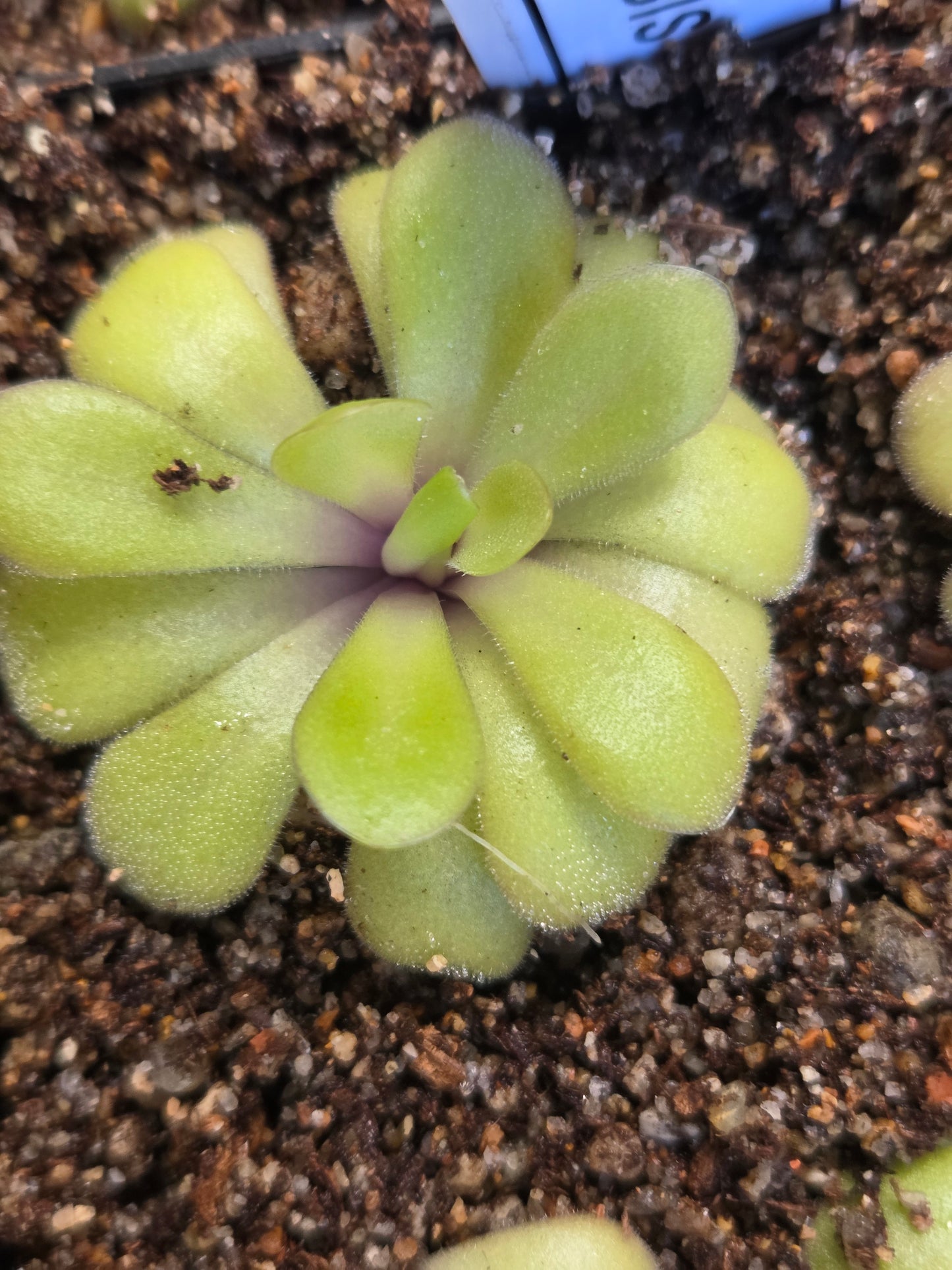 Pinguicula agnata x potosiensis (Small)