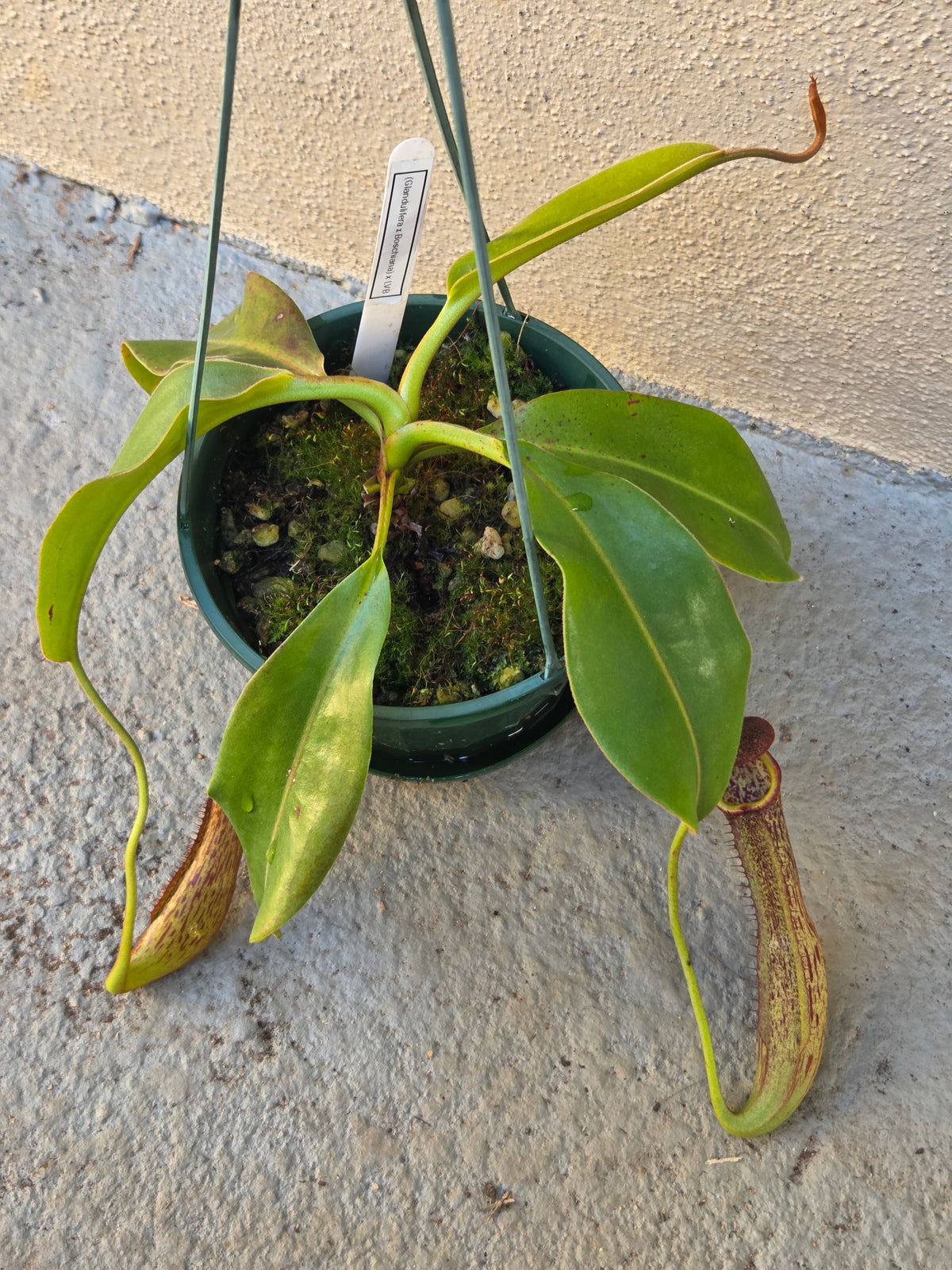 Nepenthes (glandulifera x boschiana) x LVB