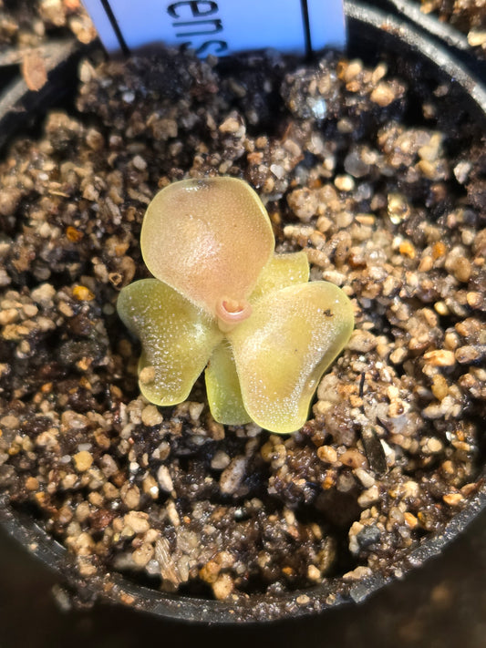Pinguicula 'Weser' x jaumavensis (Small)