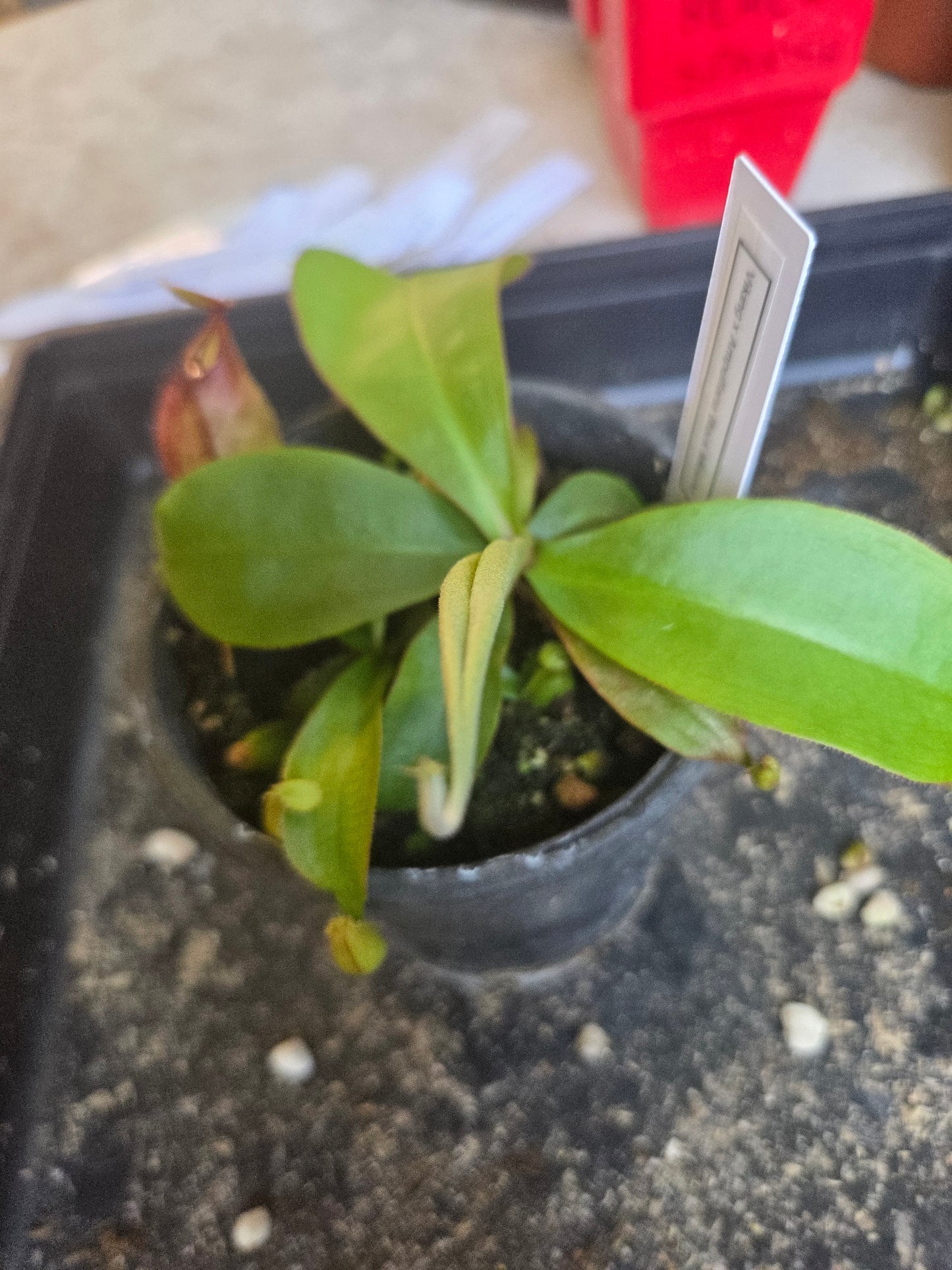 Nepenthes viking x ampullaria BM