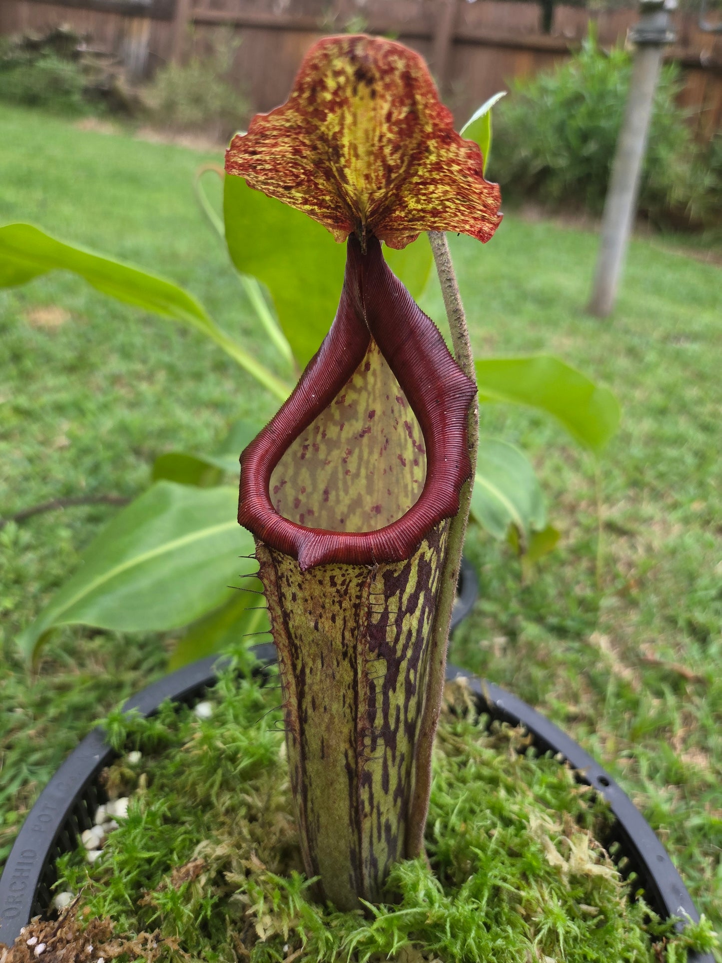 Nepenthes maxima 'dark'x (glandulifera x boschiana)