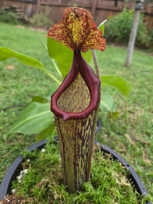 Nepenthes maxima 'dark'x (glandulifera x boschiana)