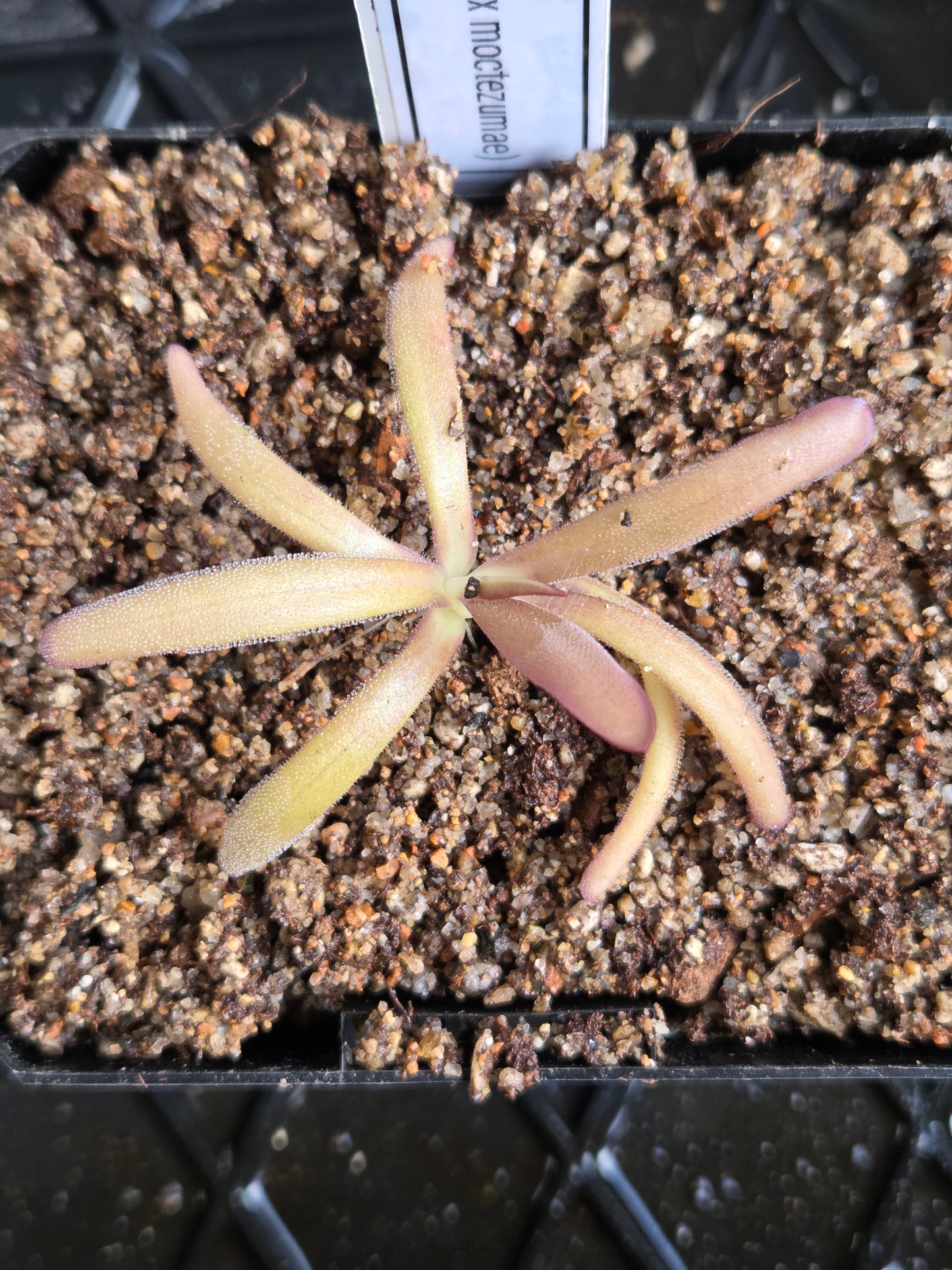 Pinguicula laueana x (emarginata x moctezumae) (Small)