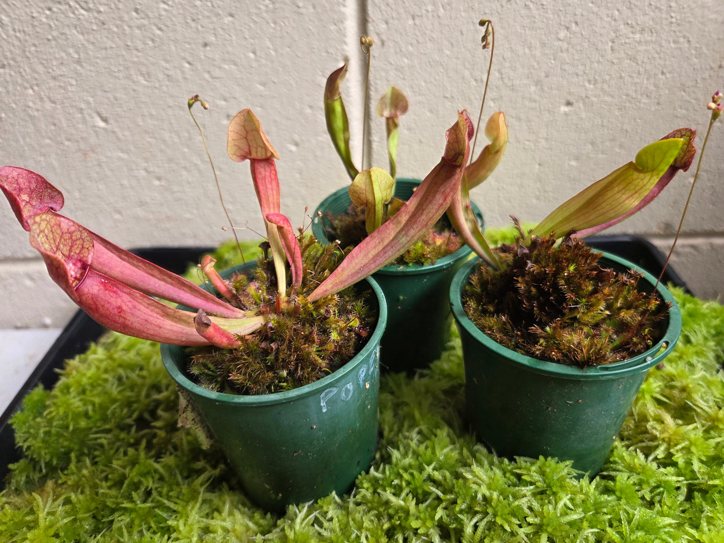 Sarracenia purpurea hybrid