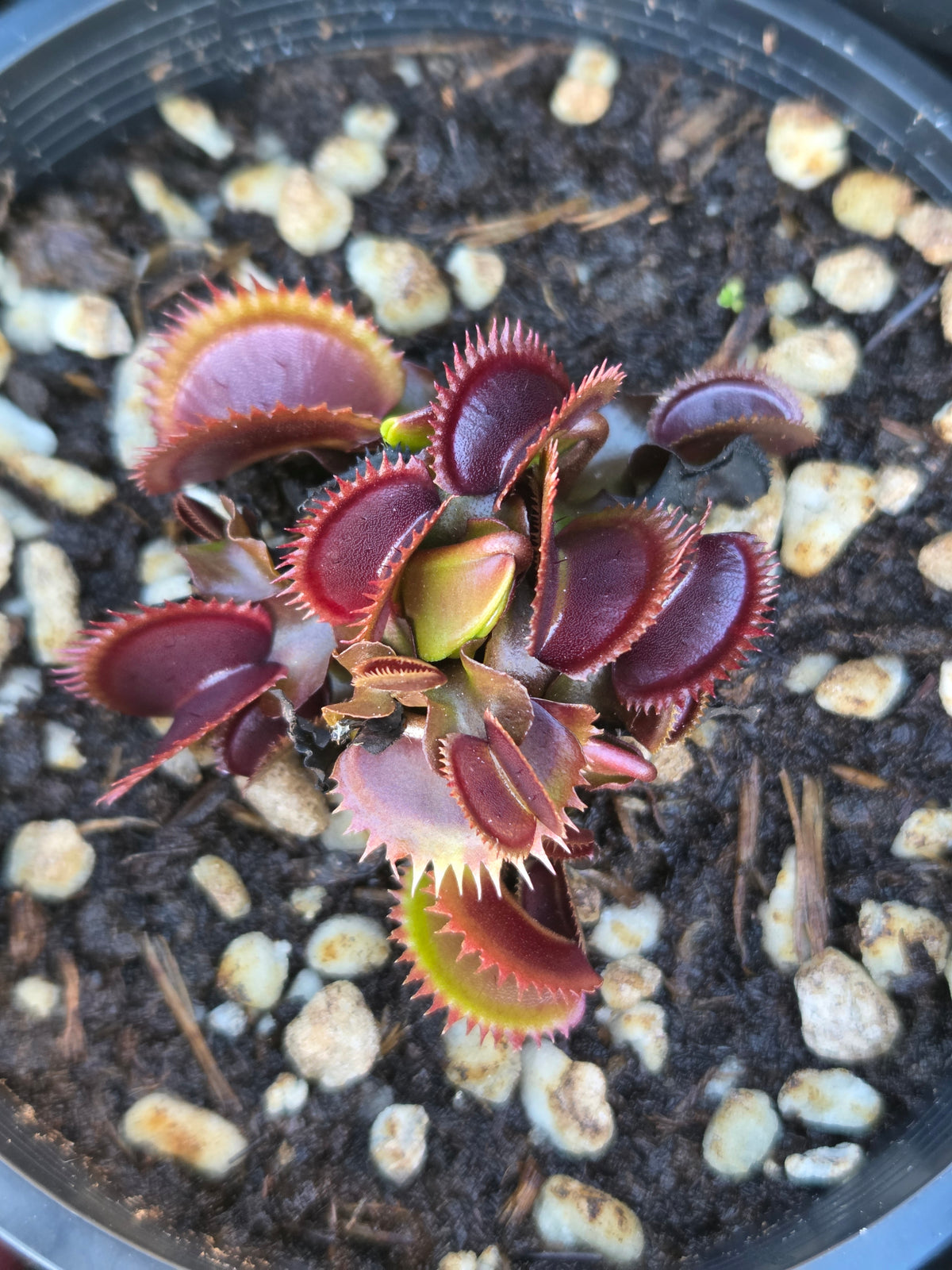 Dionaea muscipula "Sharks Teeth Red"