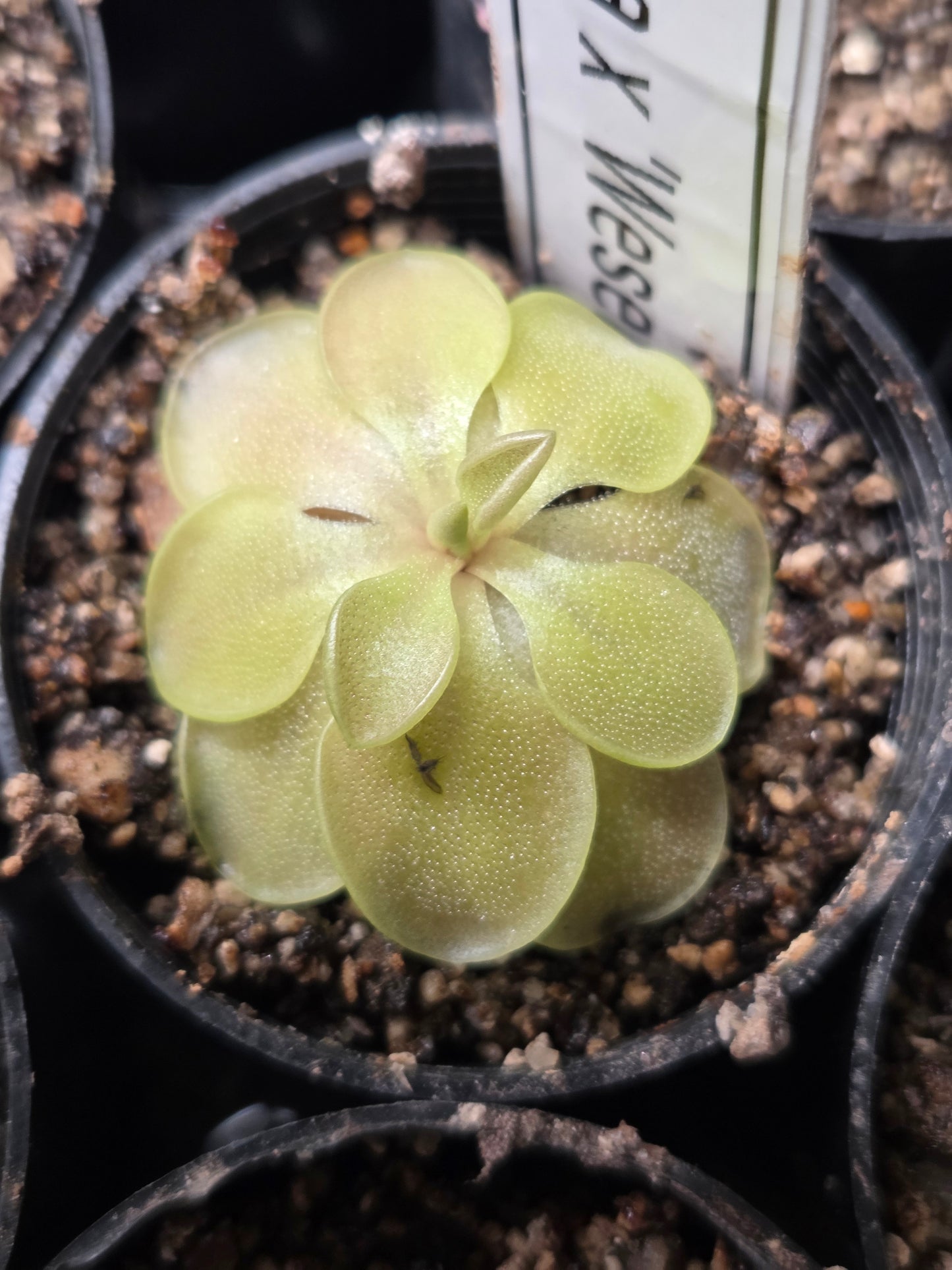 Pinguicula emarginata x 'Weser' (Small)