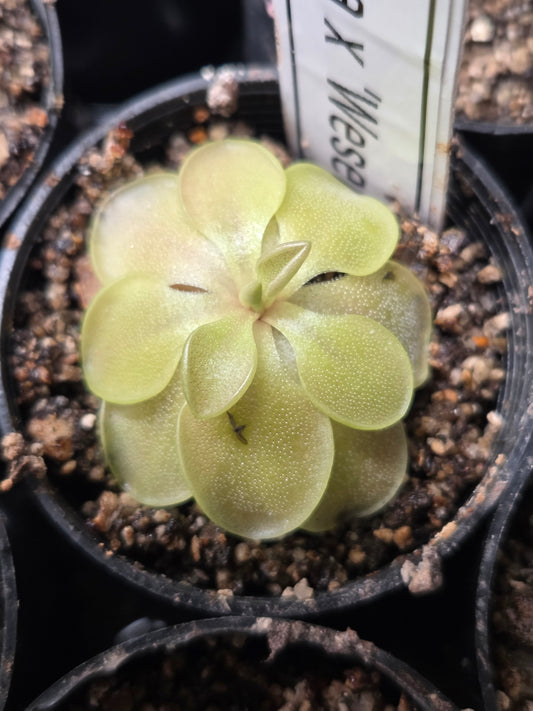 Pinguicula emarginata x 'Weser' (Small)