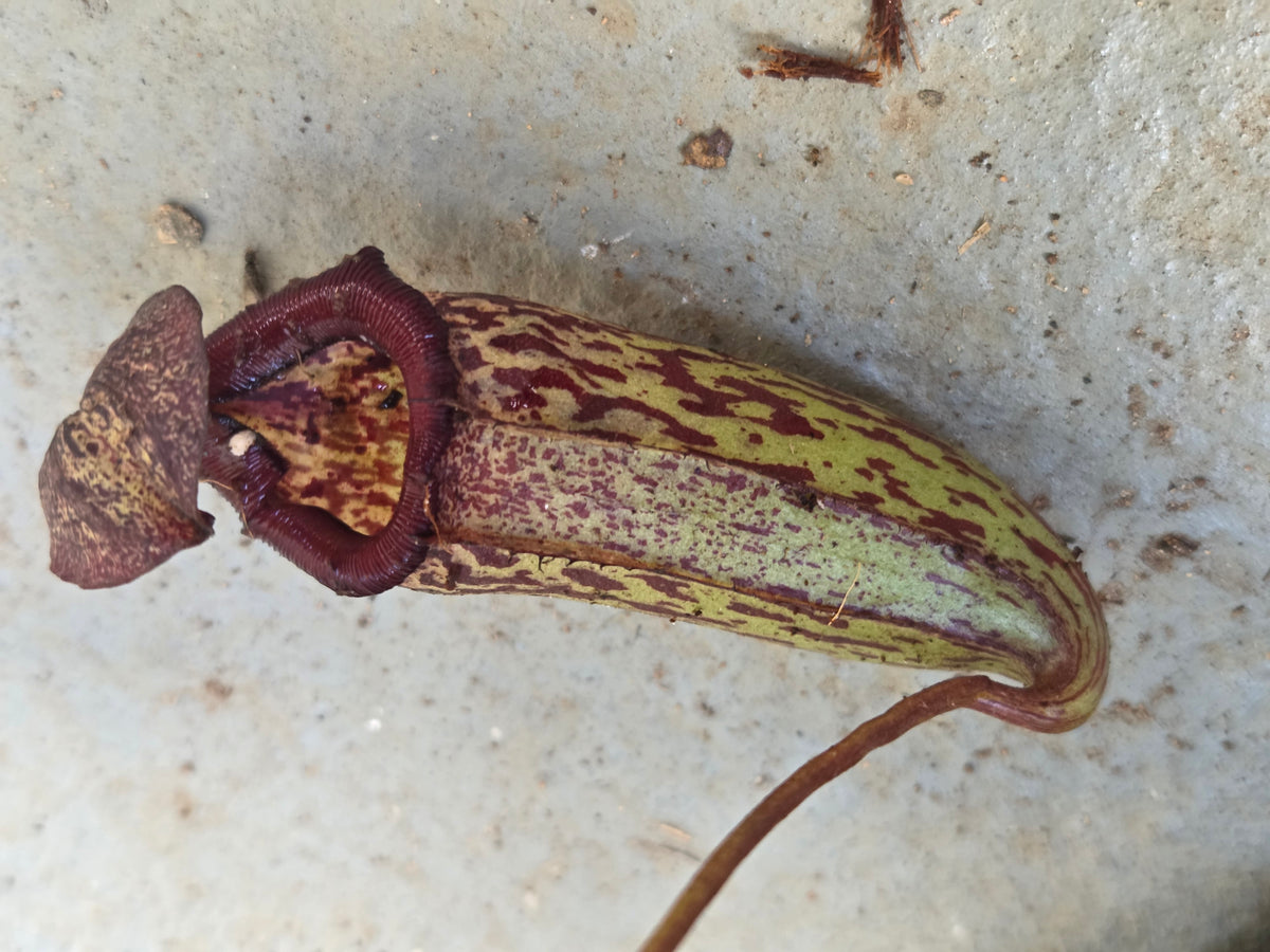 Nepenthes 'Gothica'