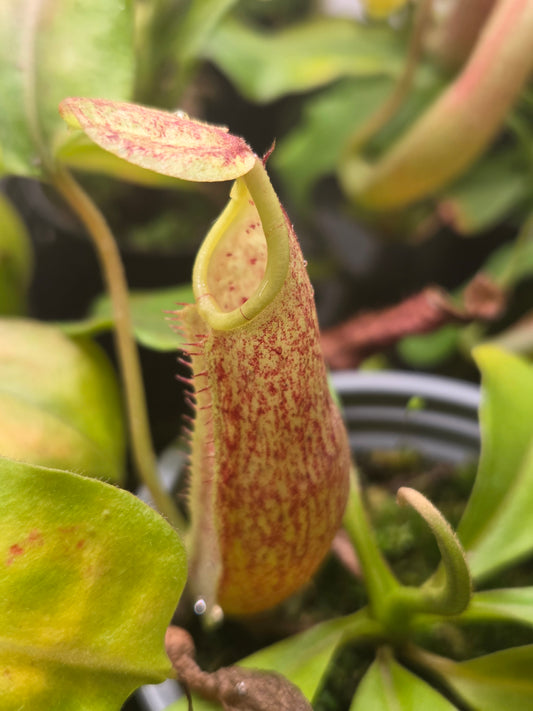 Nepenthes maxima (Red variant)