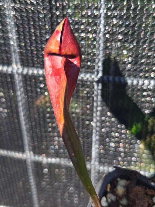 Sarracenia x Courtii