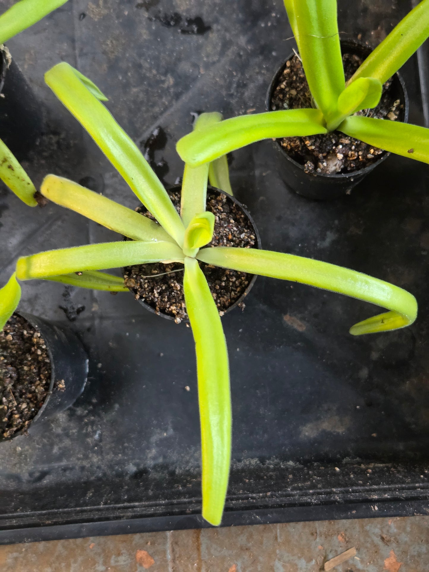 Pinguicula 'Hawkesbury' (Large)