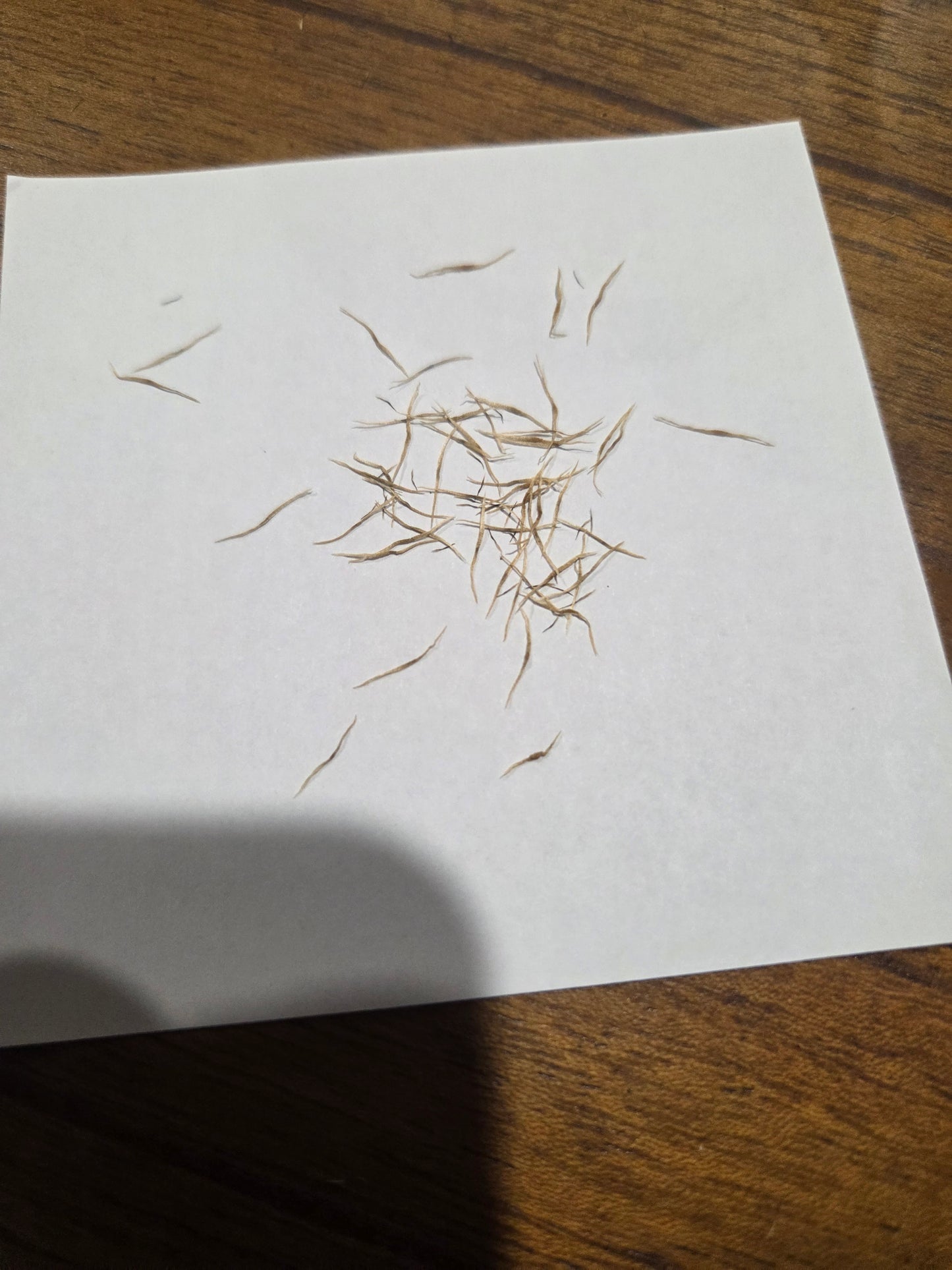 Nepenthes (bicalcarata x mira) x (glandulifera x spectabilis)