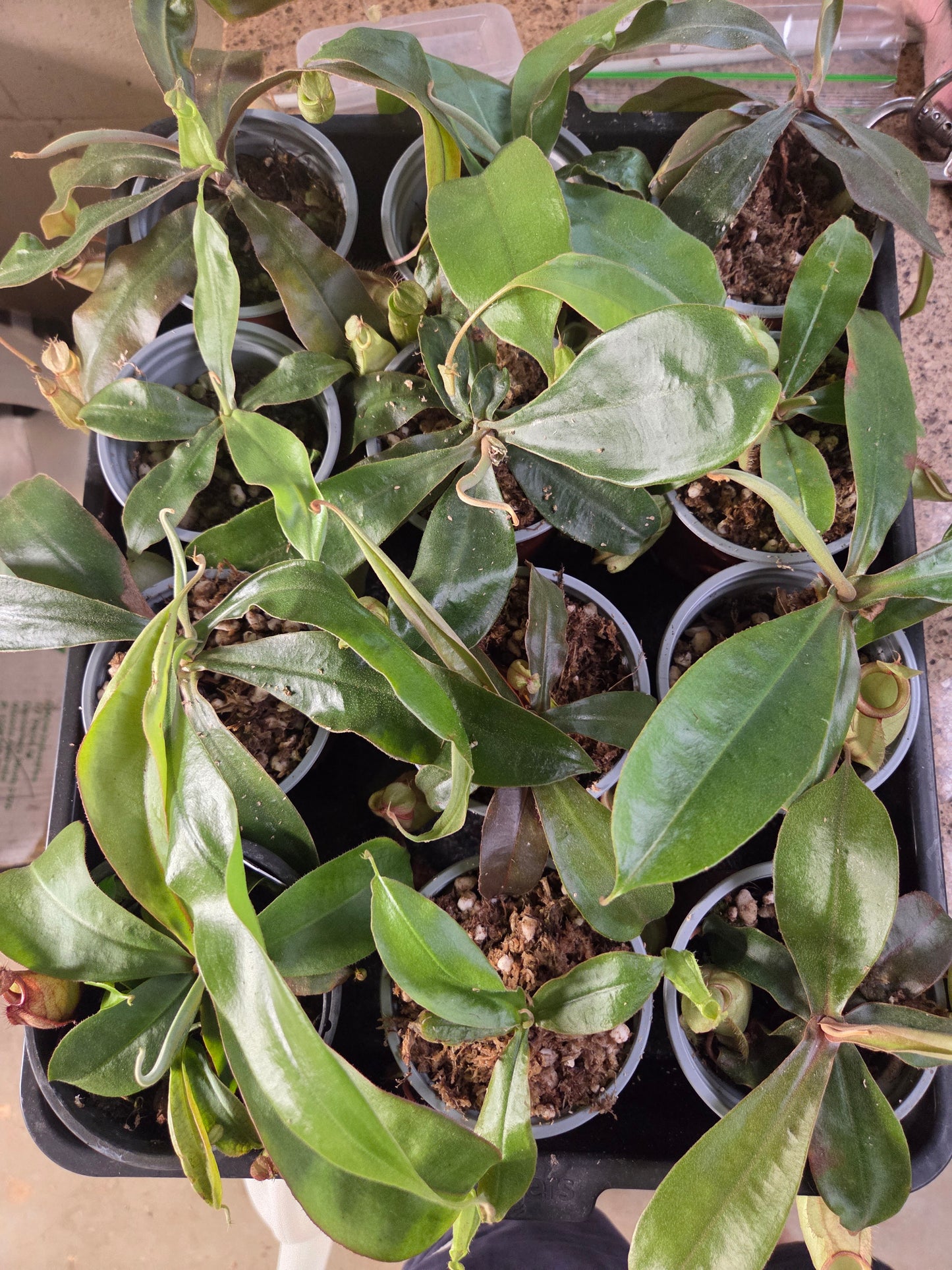 Nepenthes (viking x rafflesiana) x ampullaria (Small)