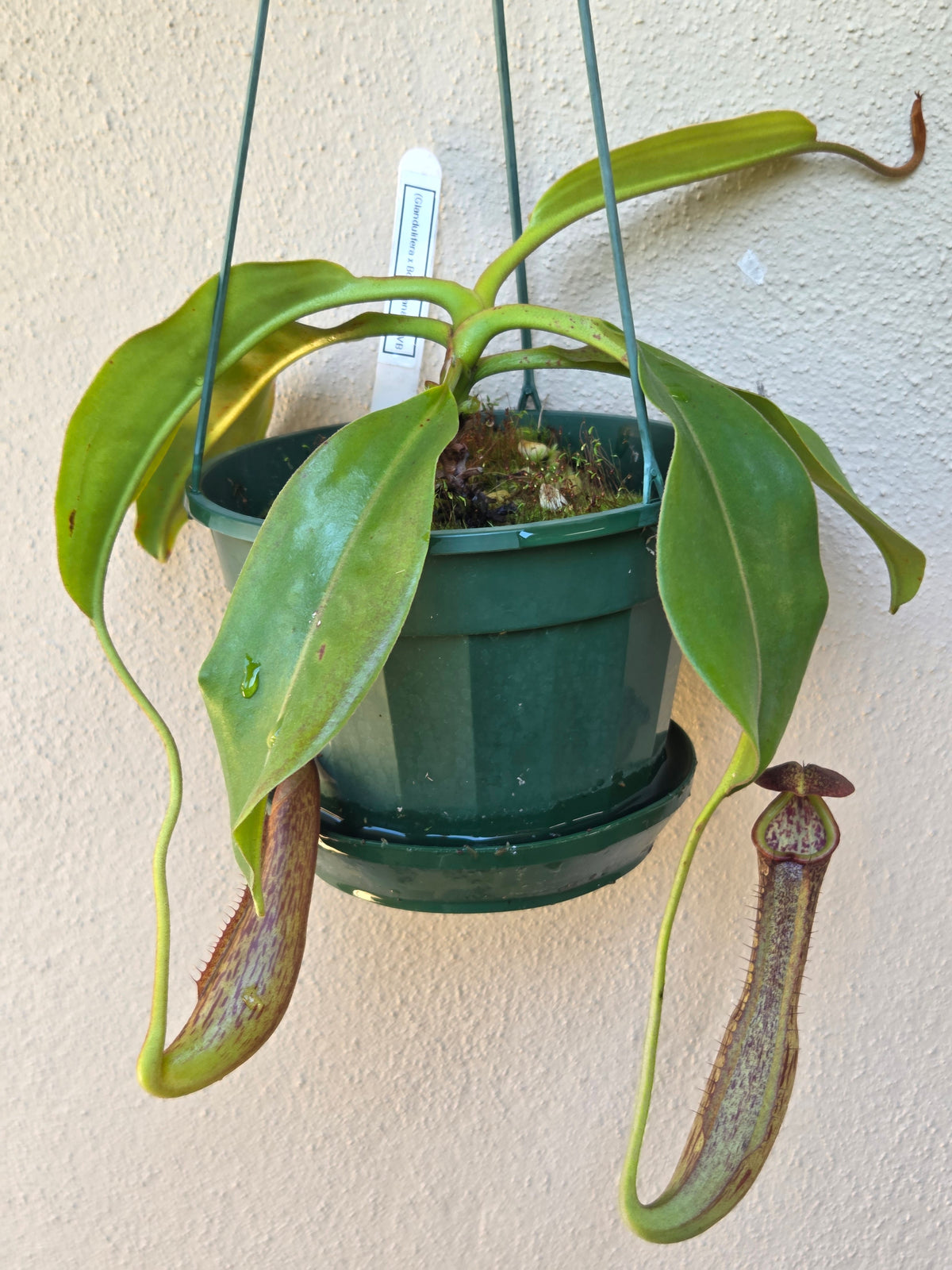 Nepenthes (glandulifera x boschiana) x LVB