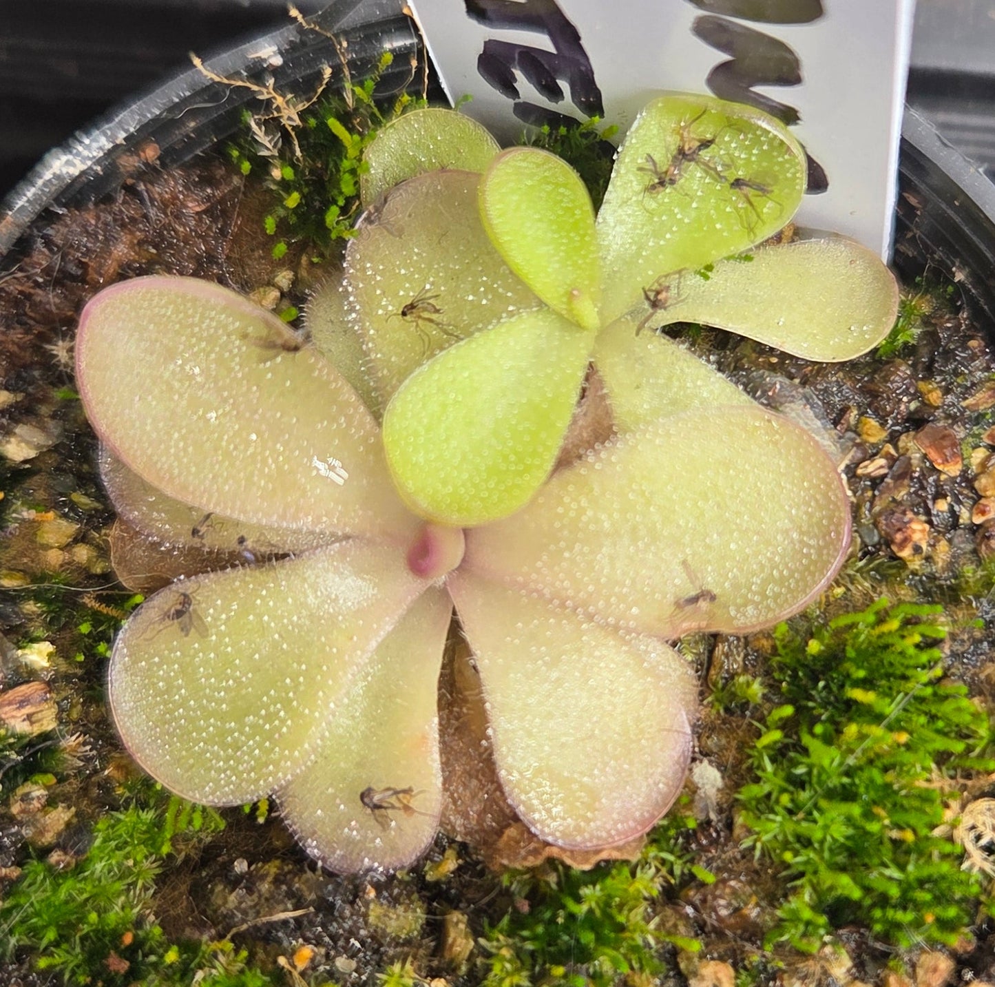 Pinguicula laueana x gigantea