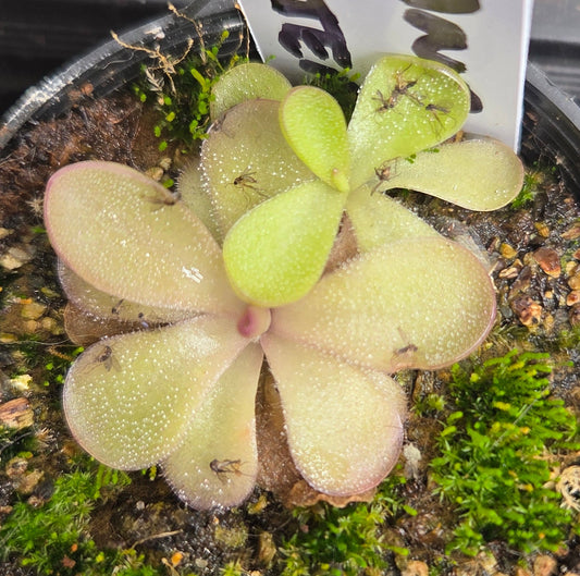 Pinguicula laueana x gigantea