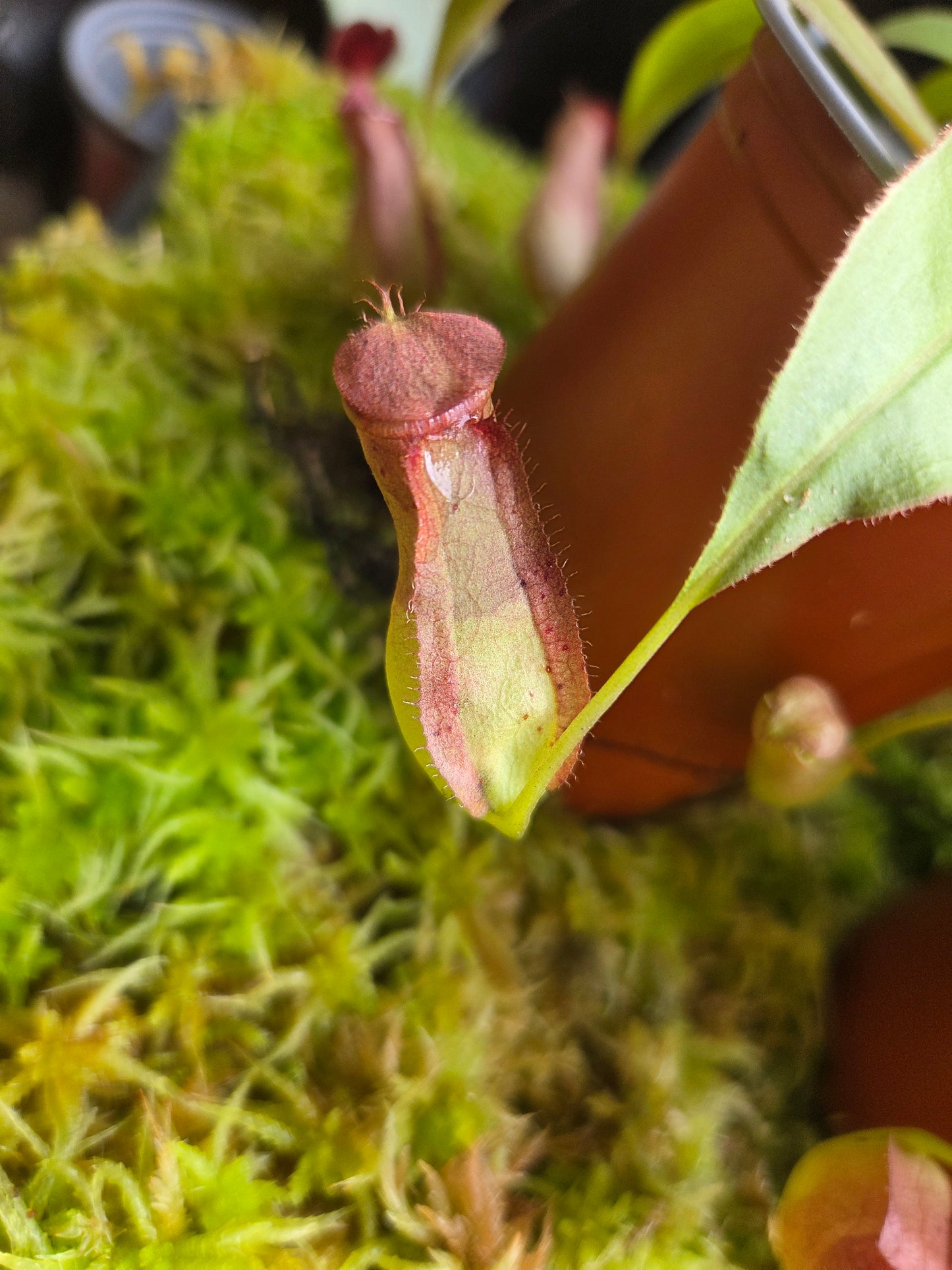 Nepenthes mirabilis