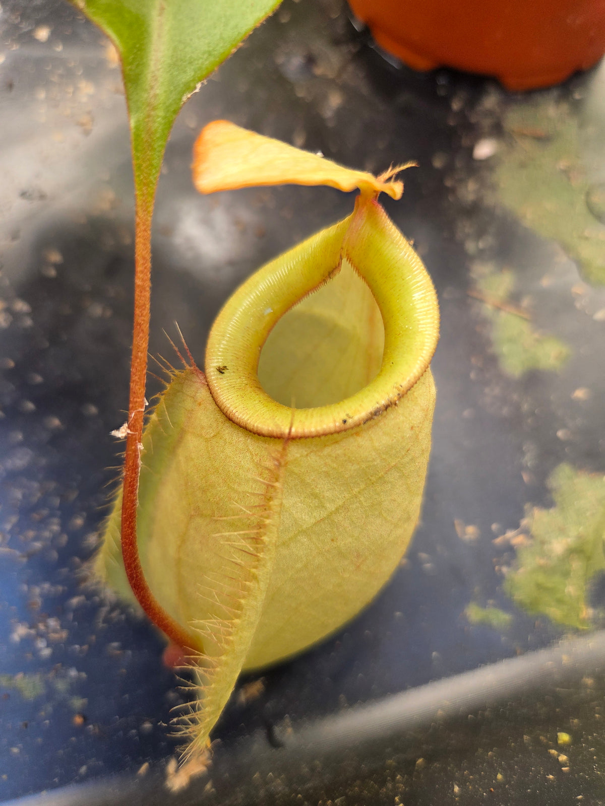 Nepenthes (viking x rafflesiana) x ampullaria (Medium)