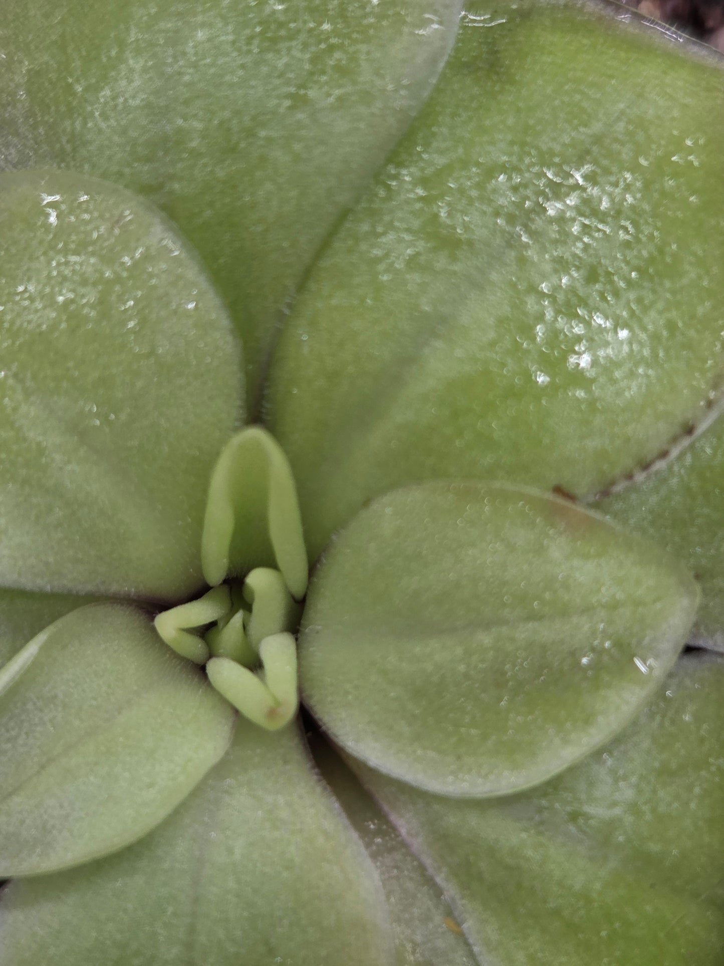 Pinguicula moranensis (Small)