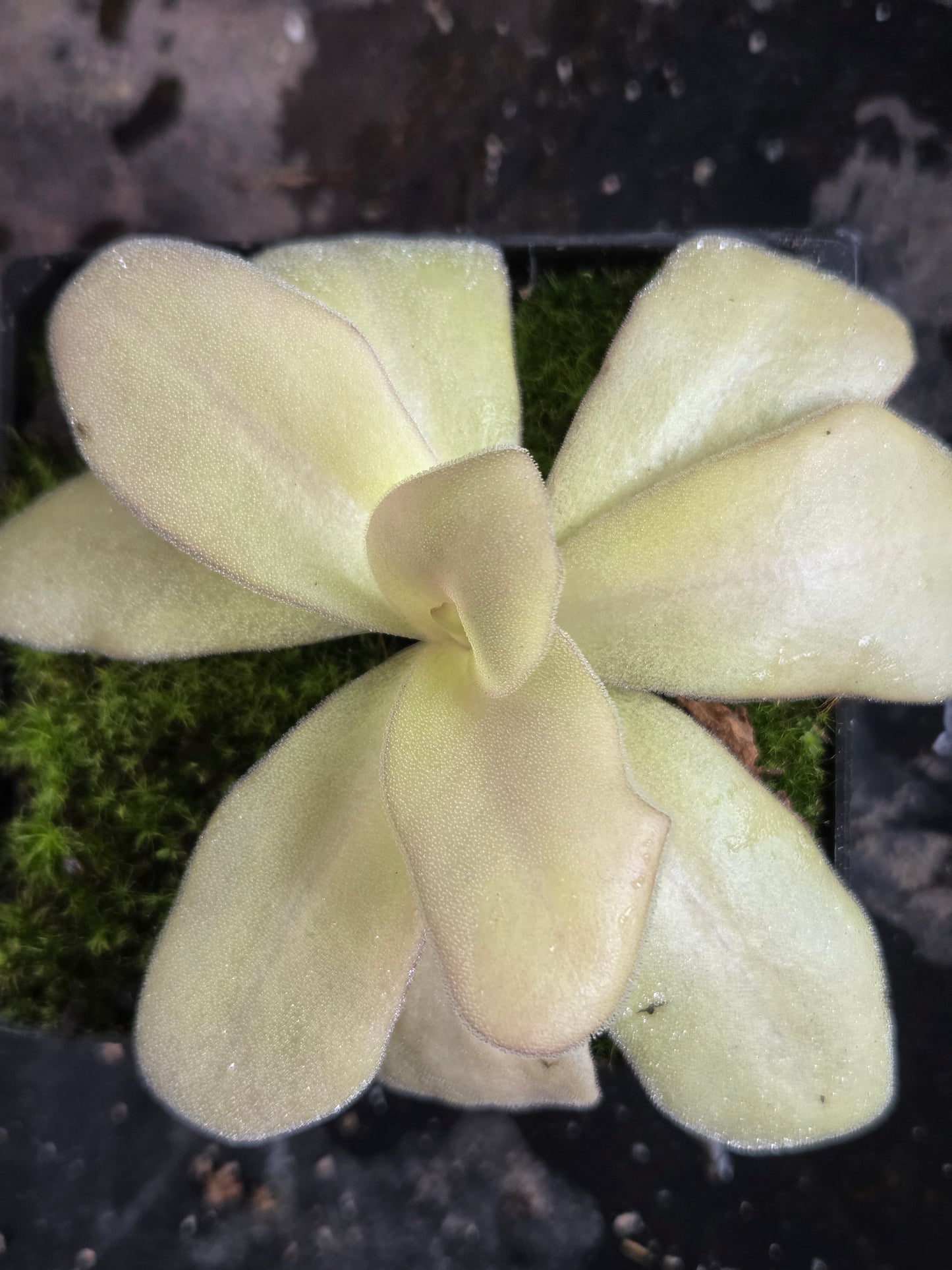 Pinguicula gigantea (Small)