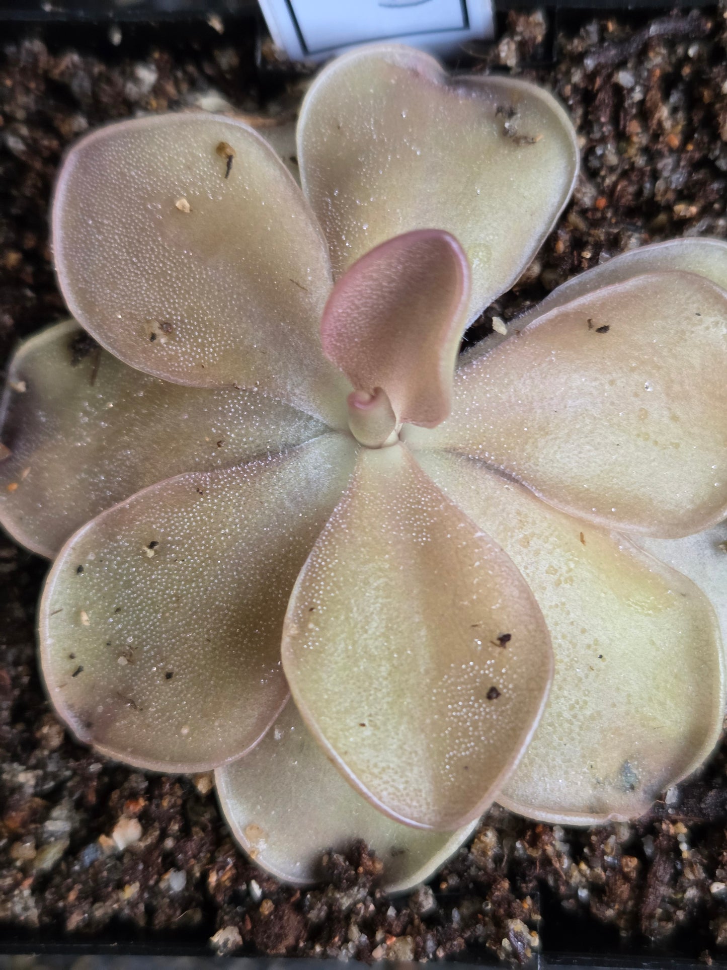 Pinguicula 'Pirouette' (Medium)