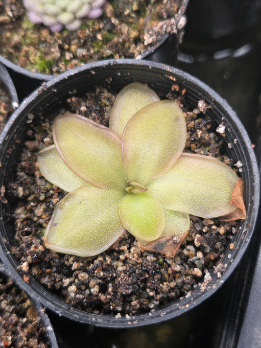 Pinguicula potosiensis (Medium)
