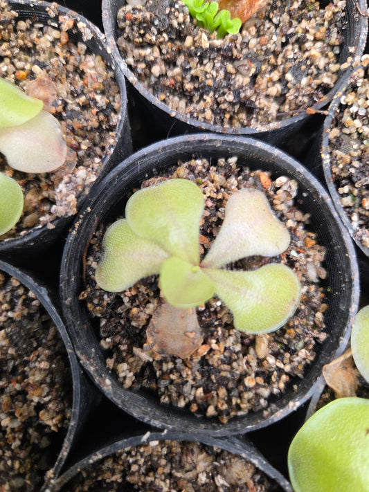 Pinguicula 'Fraser's Beaut (Small)