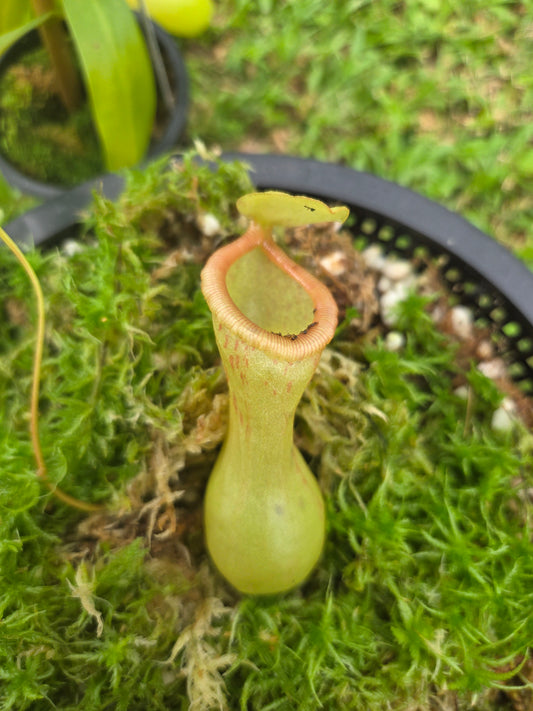 Nepenthes ventricosa x burkei