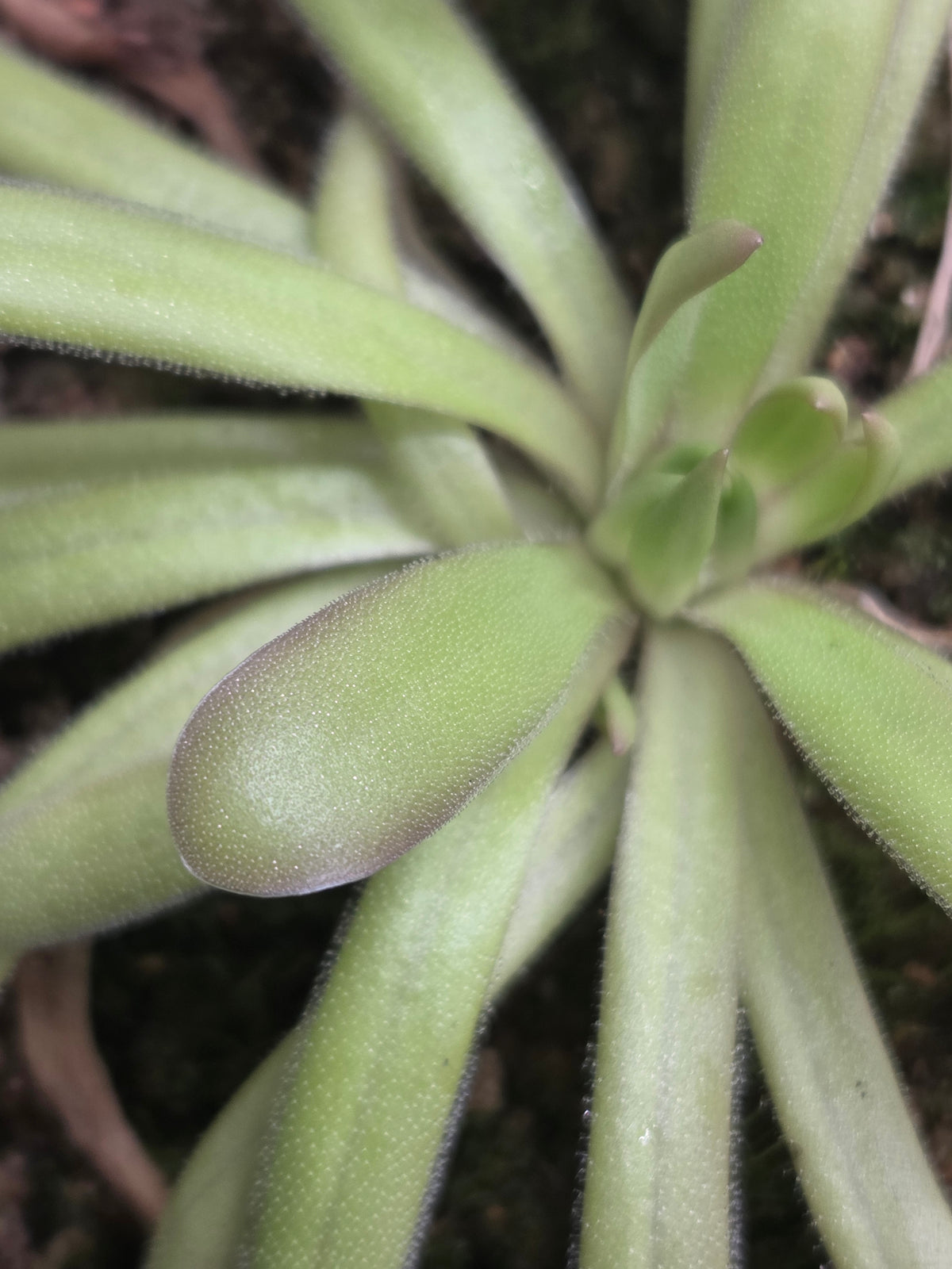 Pinguicula moctezumae x moranensis (f. flos-mulionis) (Small)