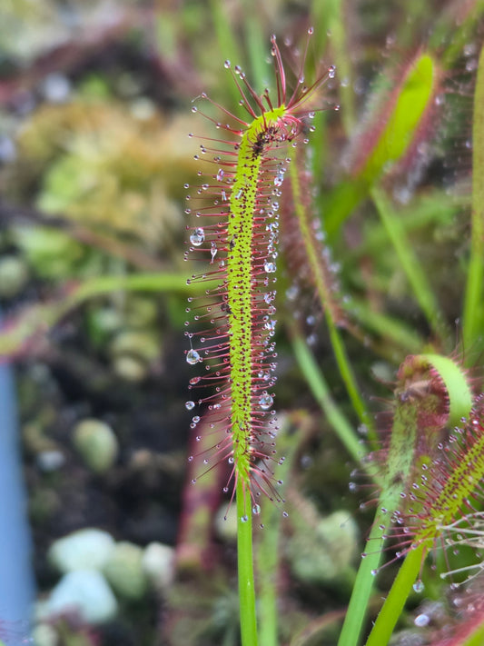 Drosera capensis "Typical"