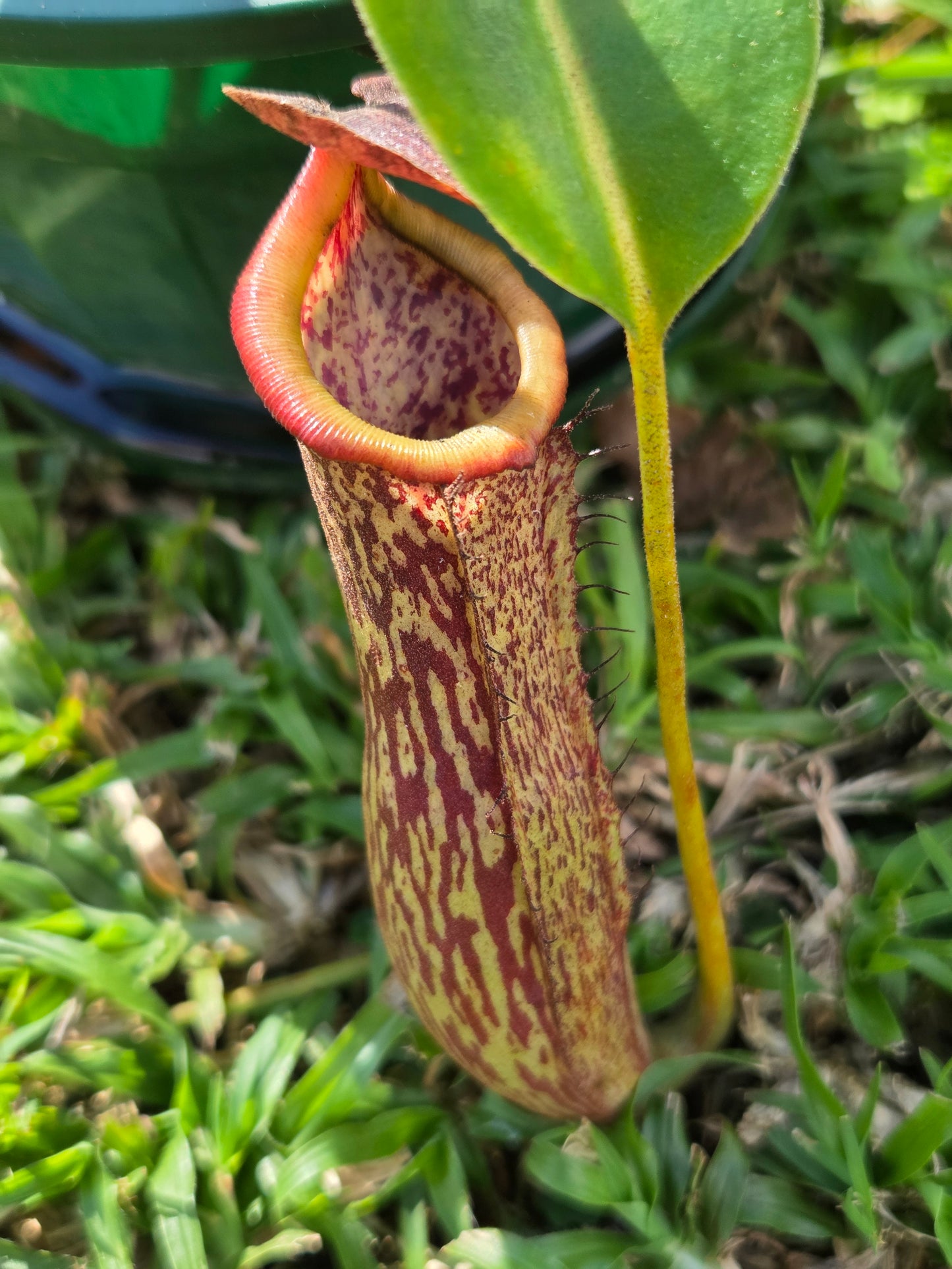 Nepenthes (glandulifera x boschiana) x LVB