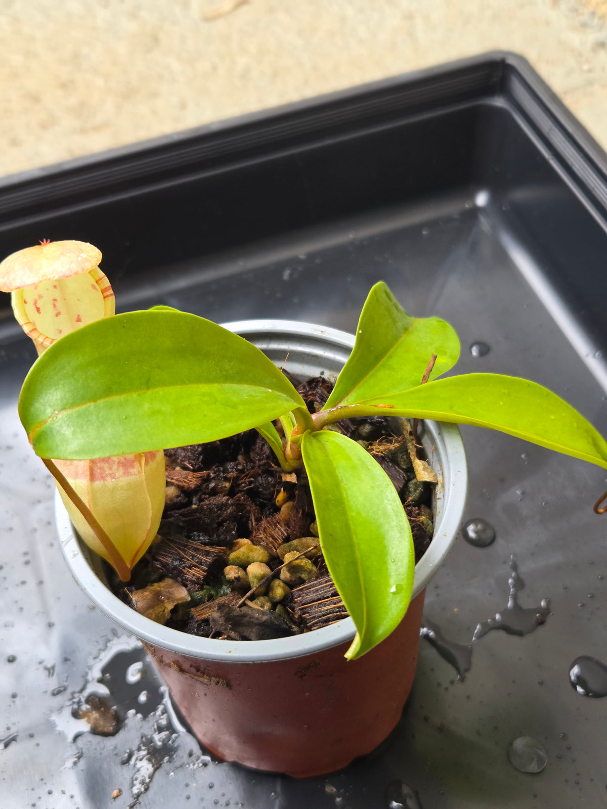 Nepenthes eustachya