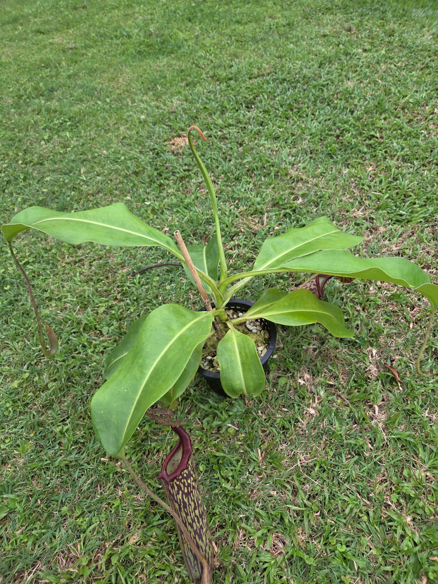 Nepenthes maxima 'dark'x (glandulifera x boschiana)