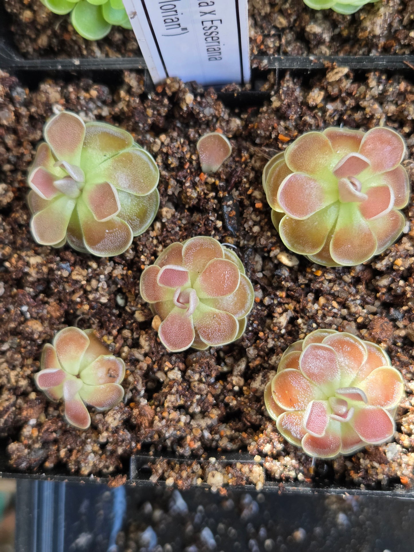 Pinguicula 'Florian' (Medium)