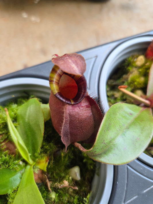 Nepenthes viking x rafflesiana white