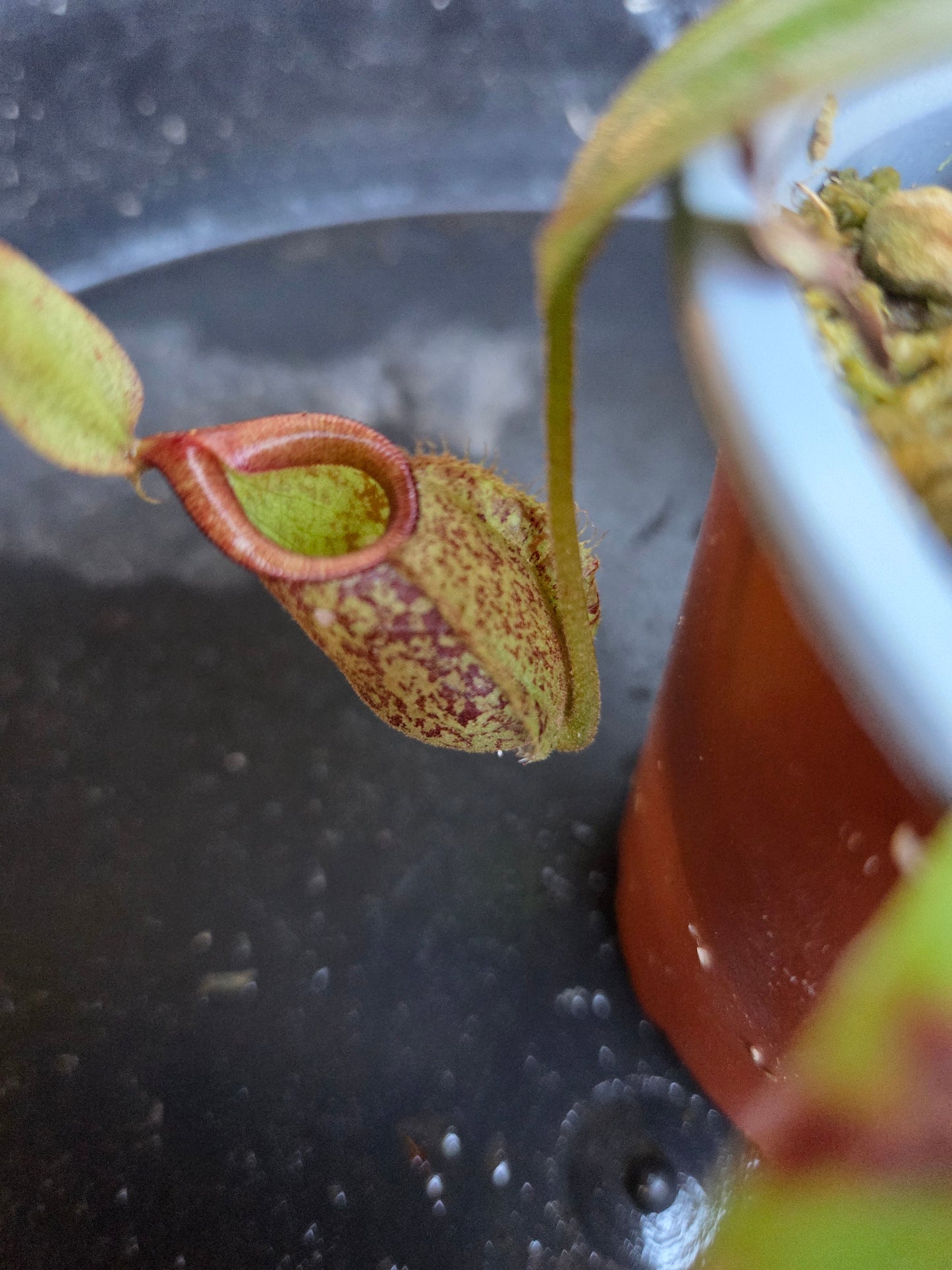 Nepenthes 'Hookeriana'