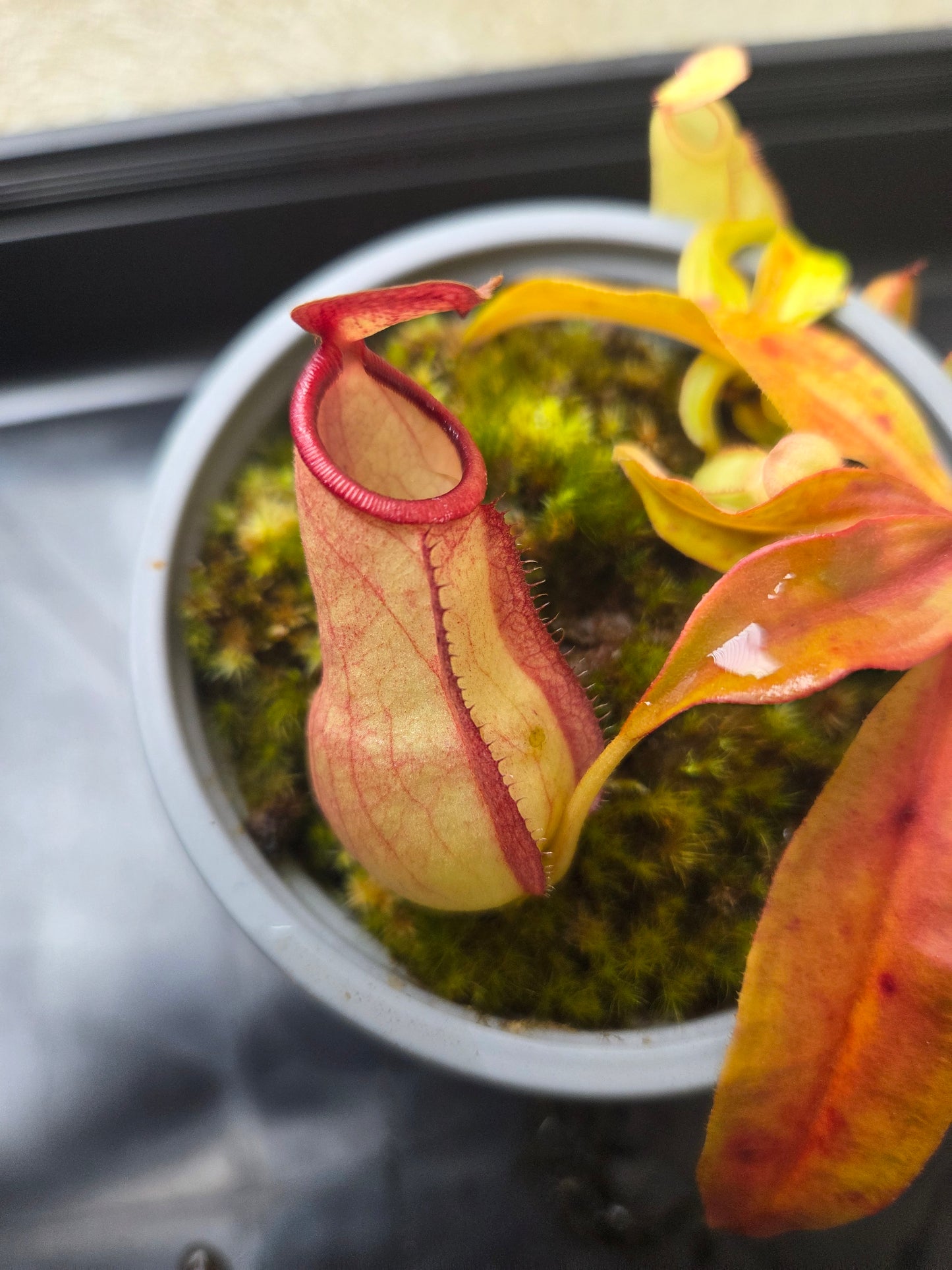 Nepenthes mirabilis "Squat"