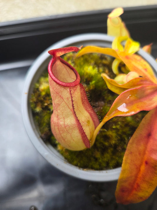 Nepenthes mirabilis "Squat"