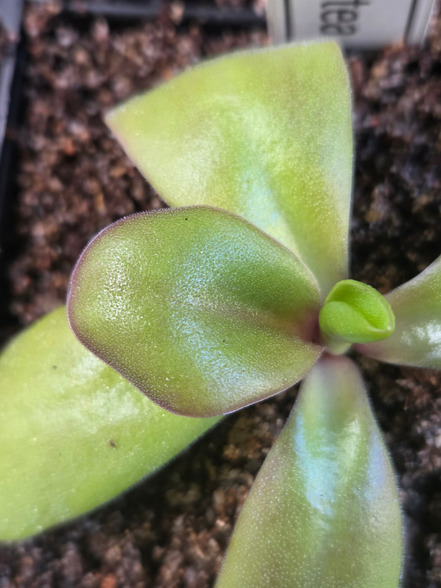 Pinguicula laueana x gigantea (Medium)