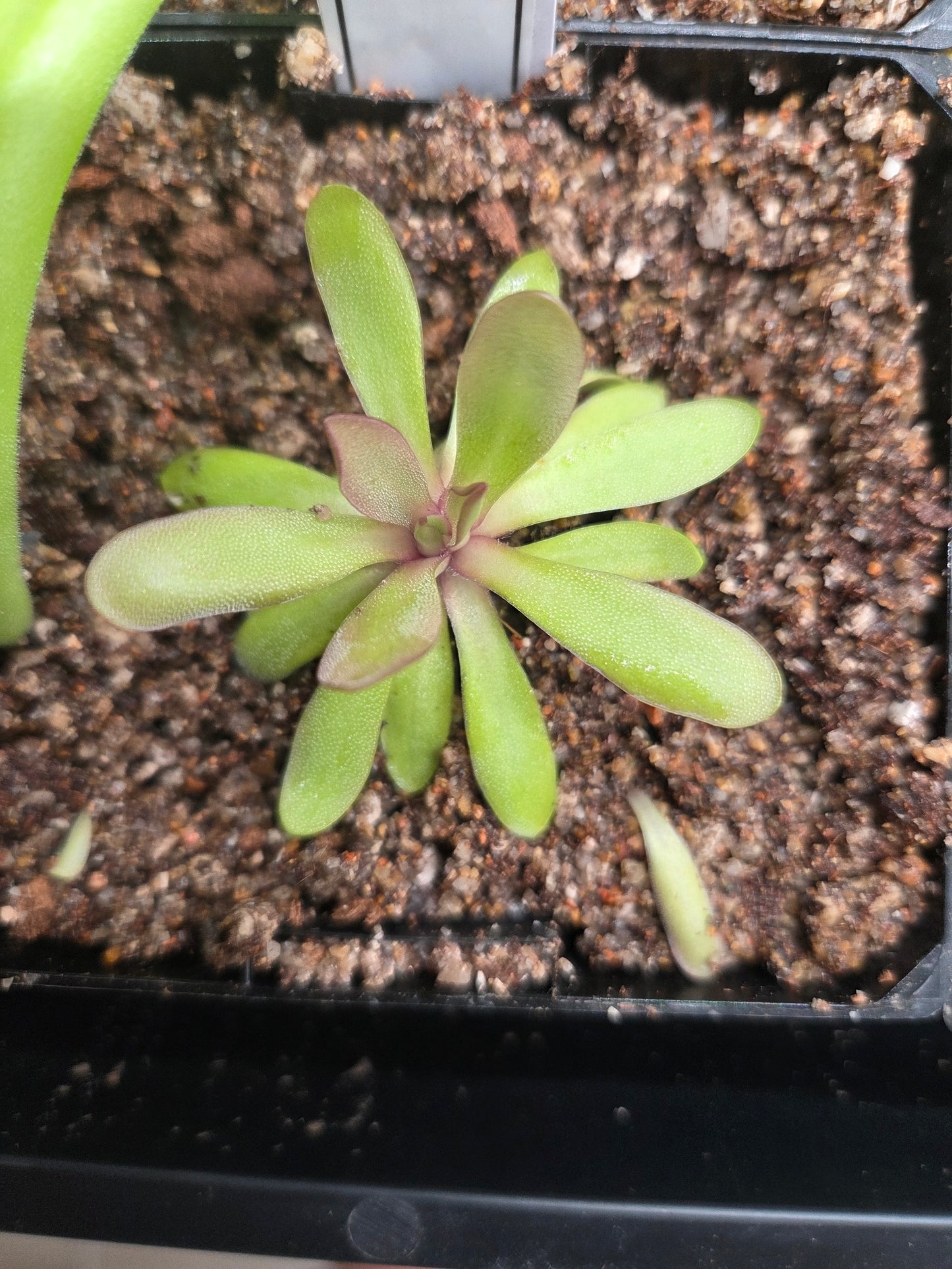 Pinguicula 'Anna' (Small)