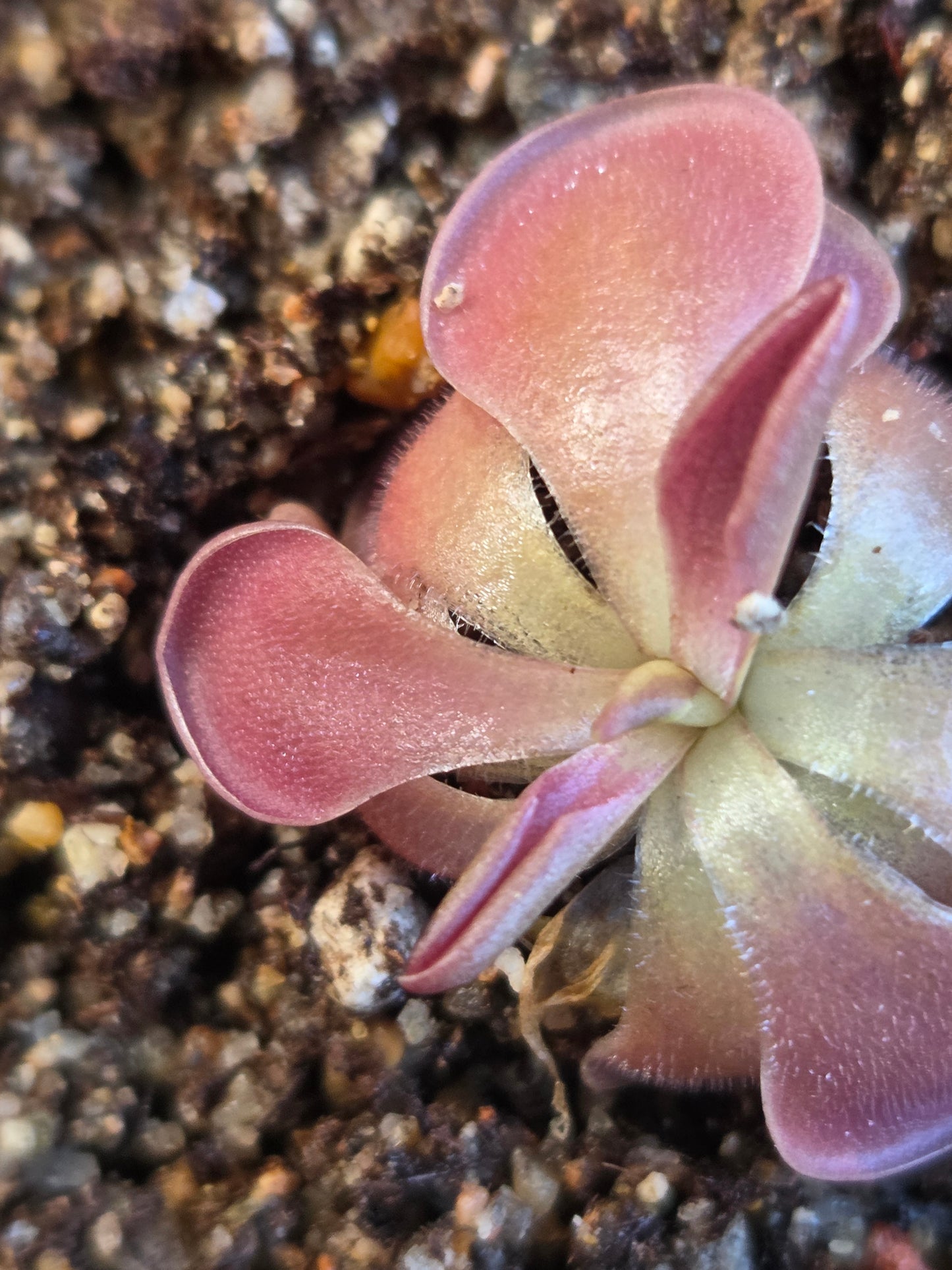 Pinguicula moranensis 'Kirkbright' (Small)
