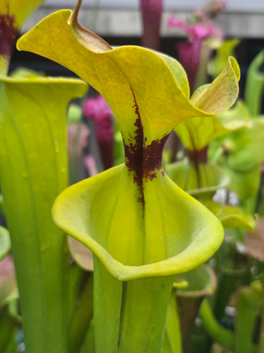 Sarracenia flava