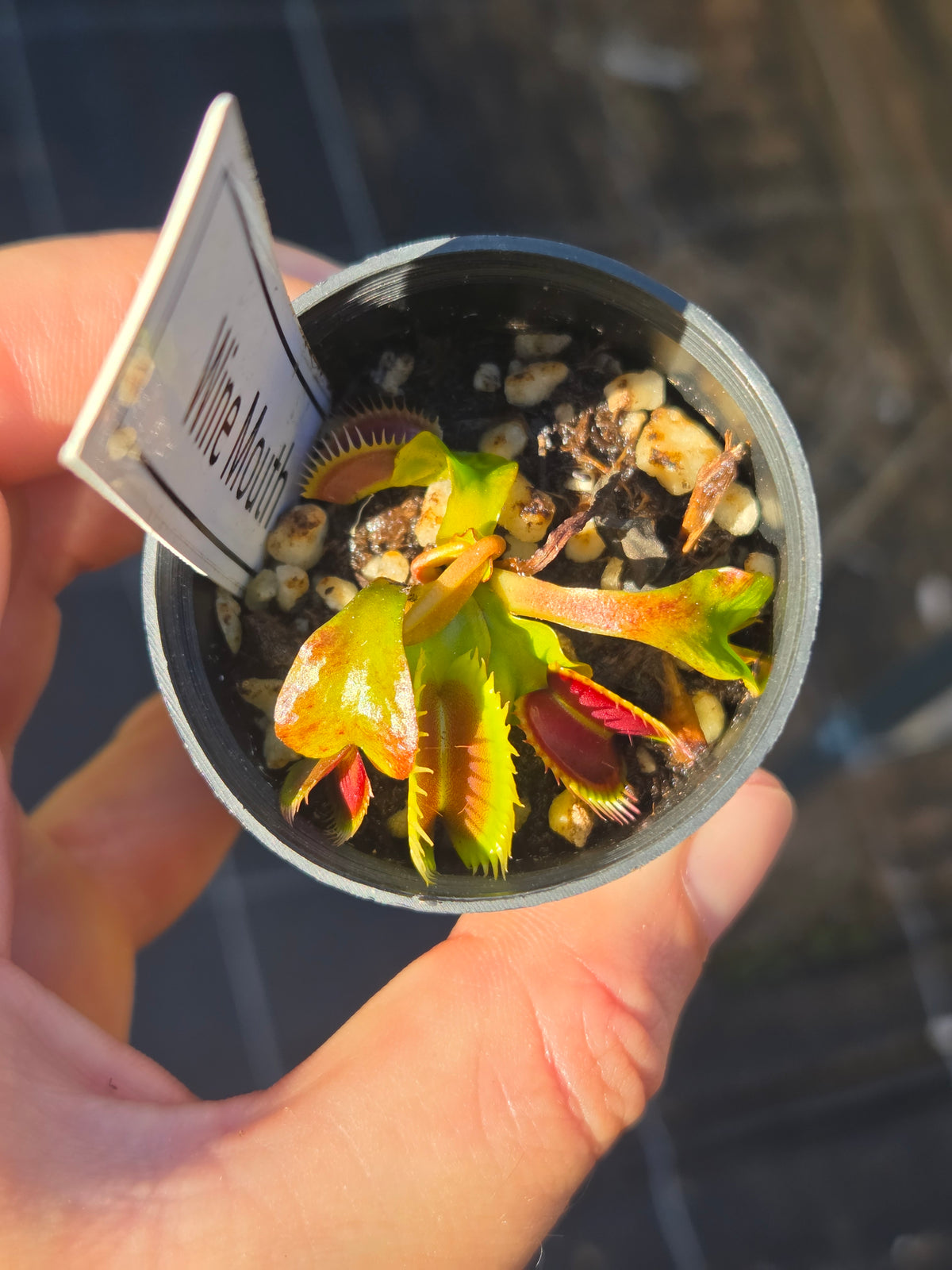Dionaea muscipula "Wine Mouth"