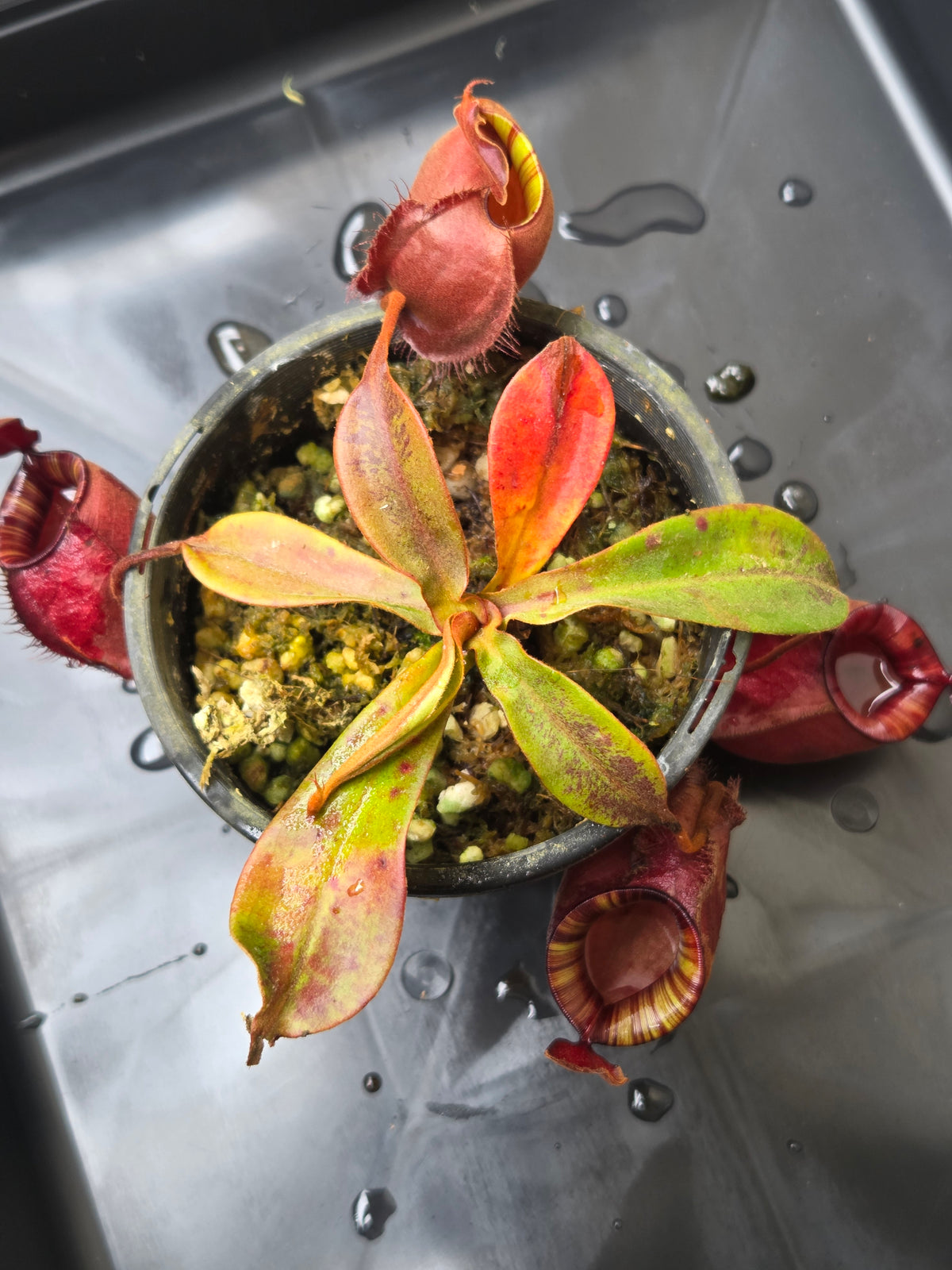 Nepenthes viking x ampullaria 'Black Miracle' - Medium
