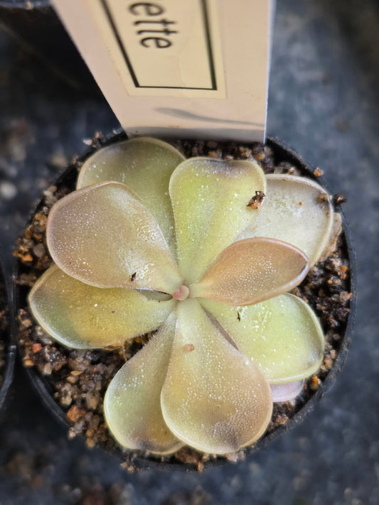 Pinguicula 'Pirouette' (Medium)