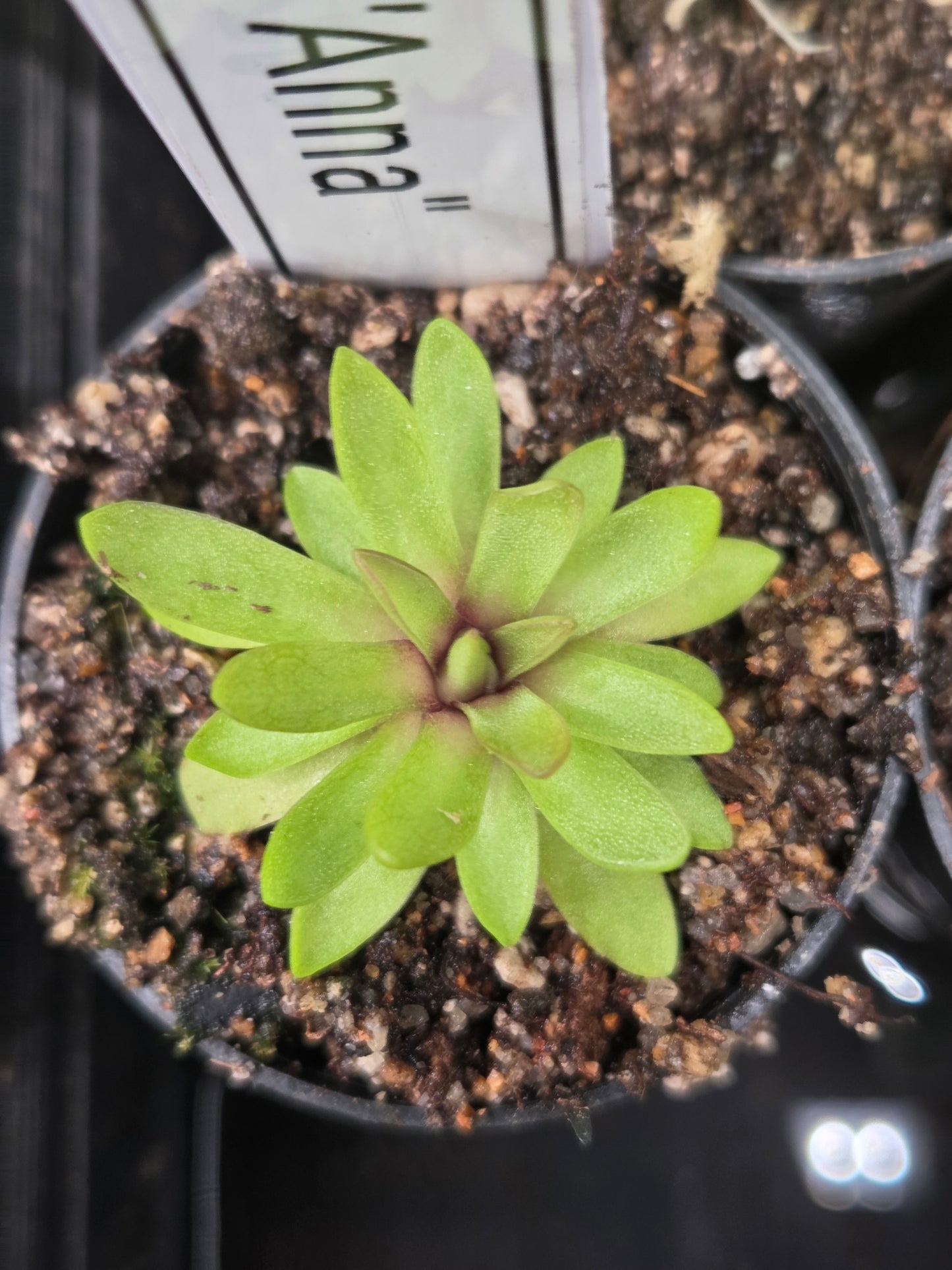Pinguicula 'Anna' (Medium)