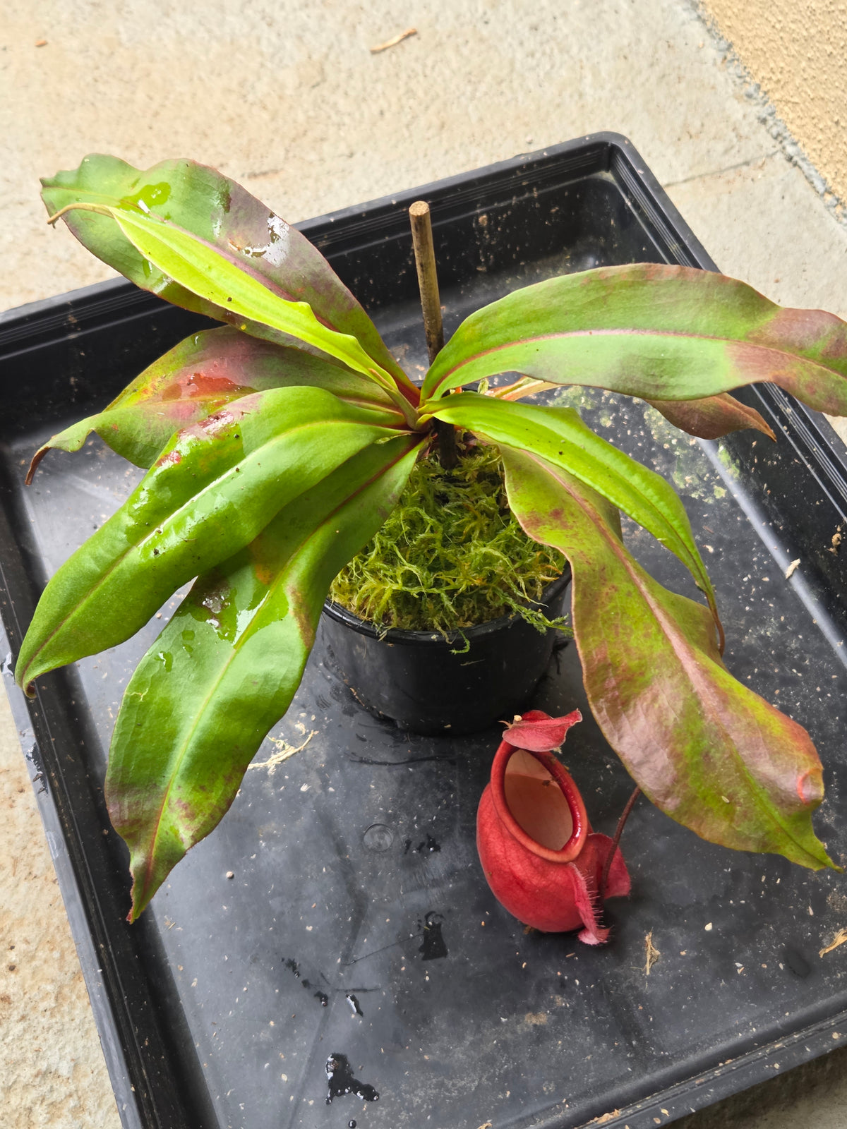 Nepenthes mirabilis var globosa "Viking"