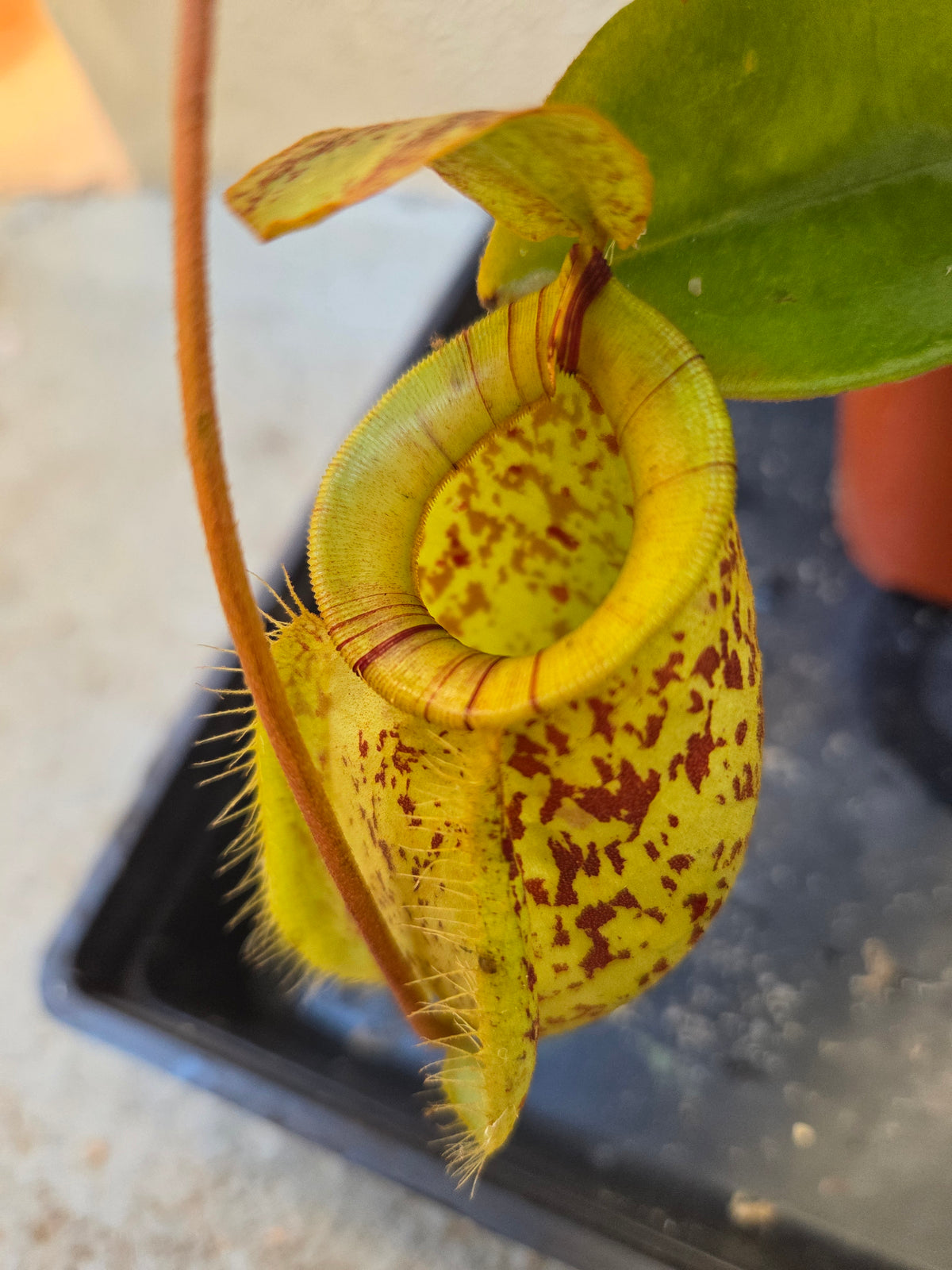 Nepenthes (viking x rafflesiana) x ampullaria (Large)