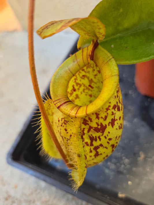 Nepenthes (viking x rafflesiana) x ampullaria (Large)